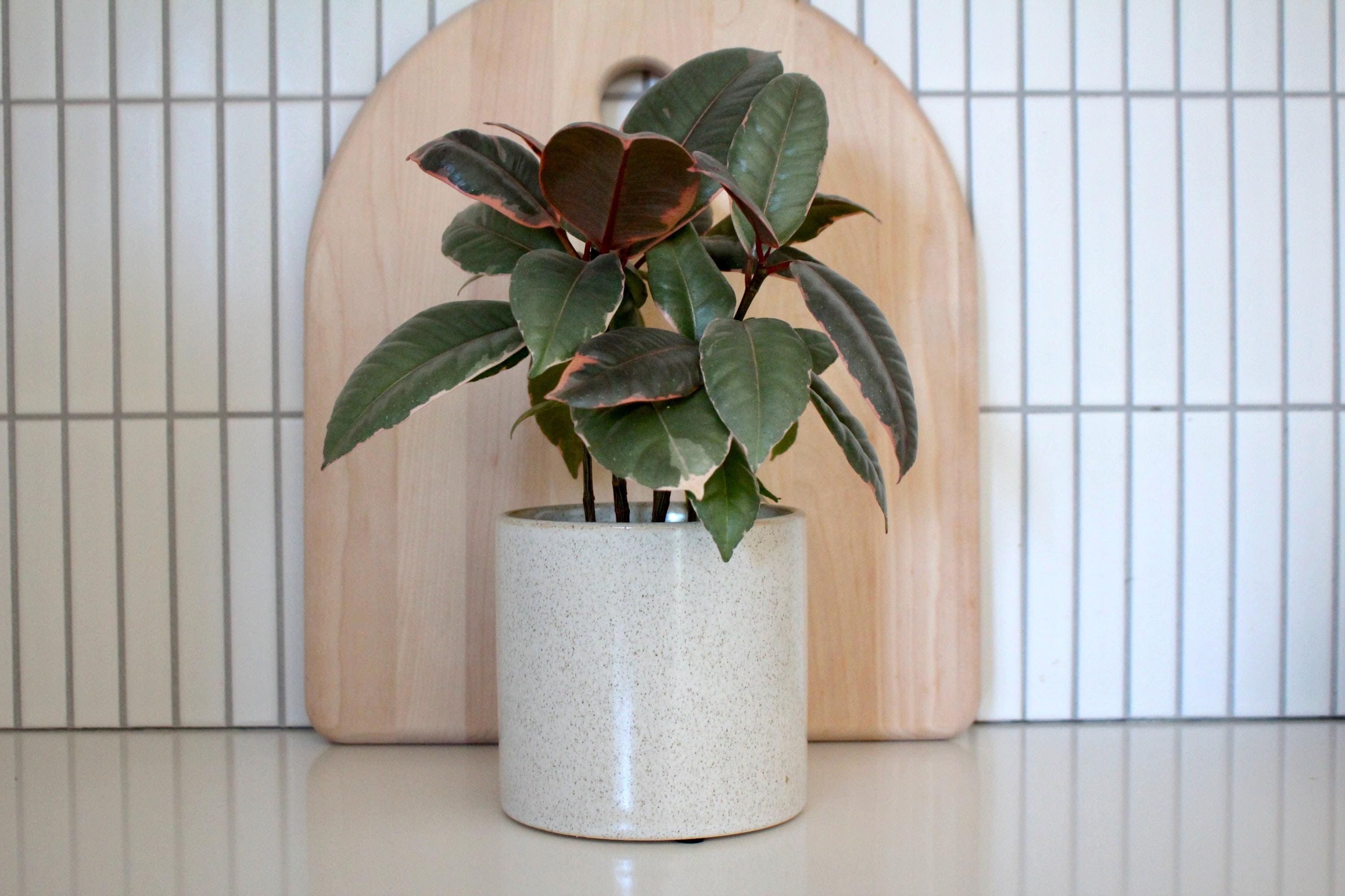 Speckled Minimalist Ceramic Plant Pot | Aesthetic Beige Succulent Planter | Boho Plant Decor