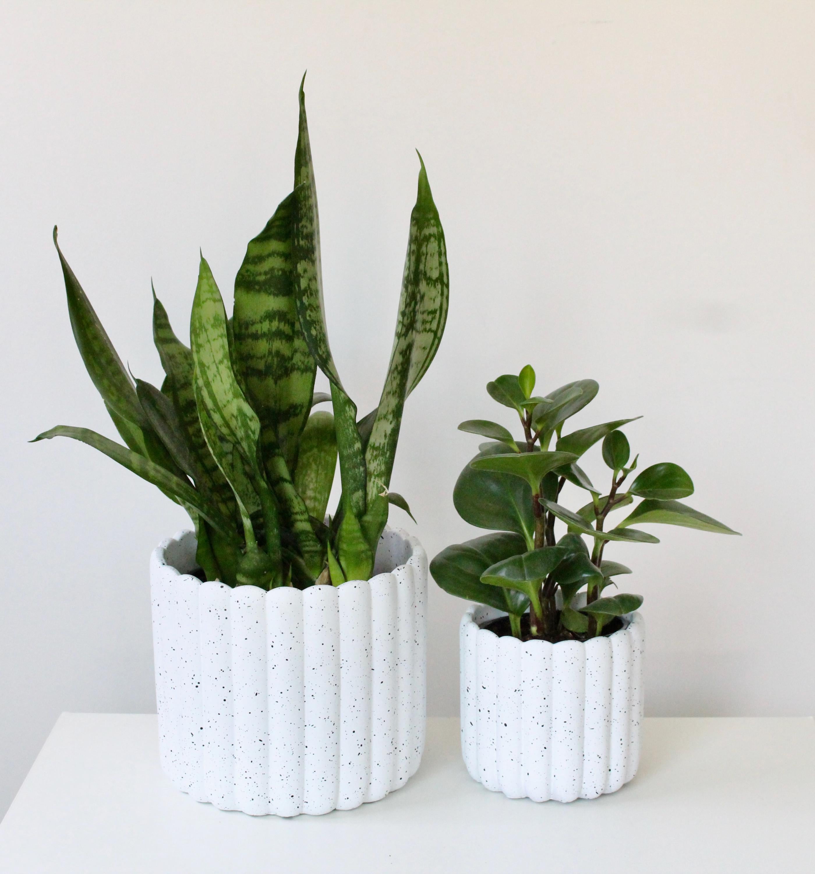 Scalloped Cement Planter | White Speckled Modern Pot for Indoor Plants, Boho Minimalist Home Decor