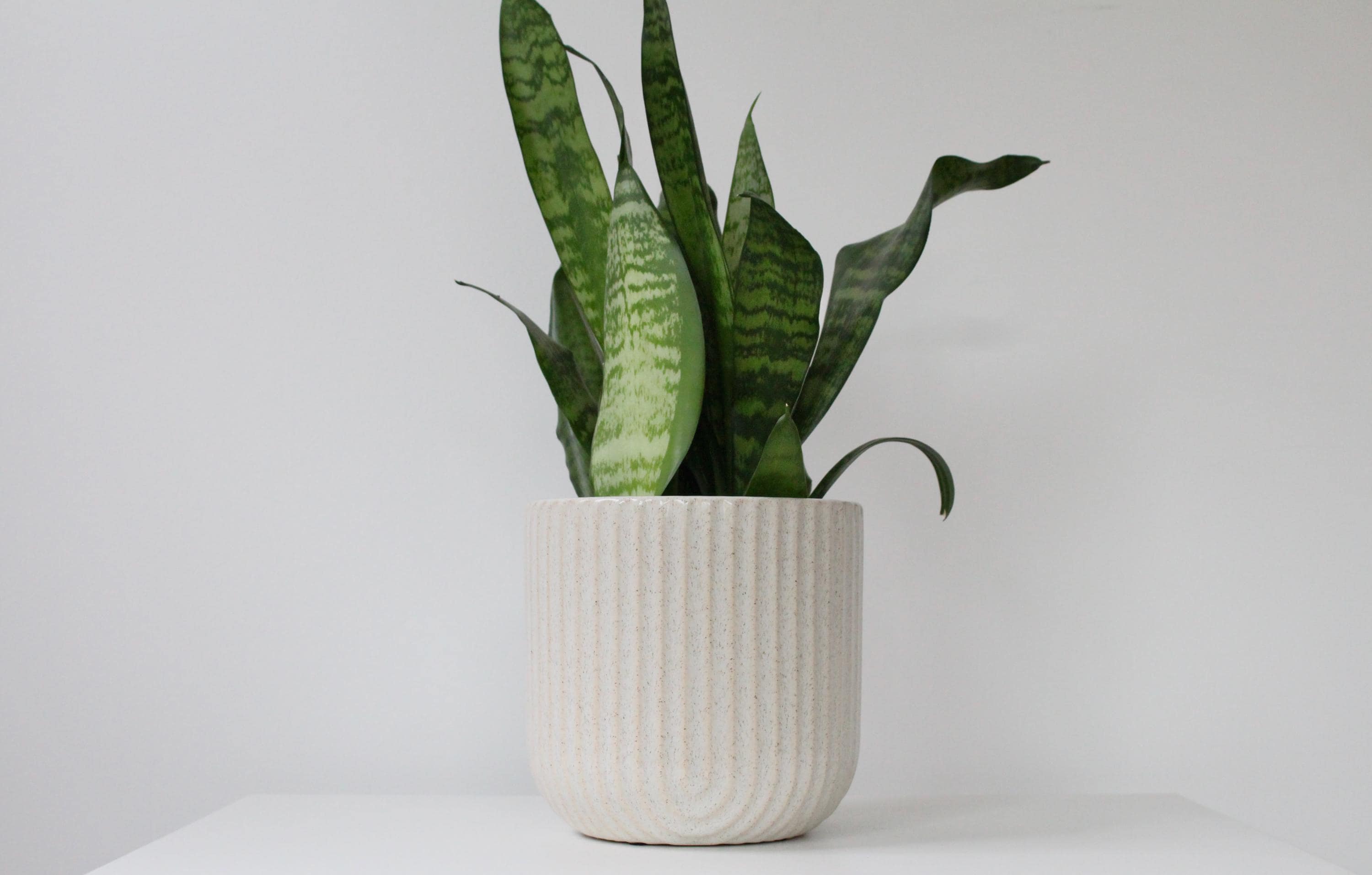 Ribbed Arch Speckled Ceramic Flower Vase | Beige Scallop Planter | Rounded Indoor Pot with Modern Texture