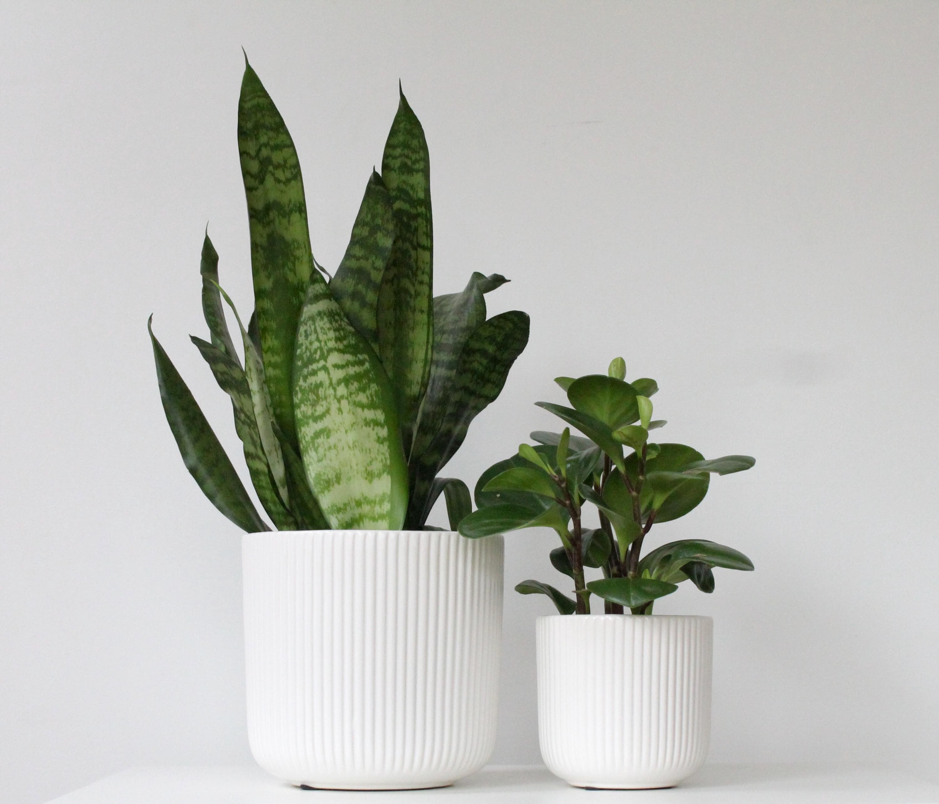 Glossy White Ceramic Planter | Modern Ribbed Indoor Plant Pot for Home or Office Decor