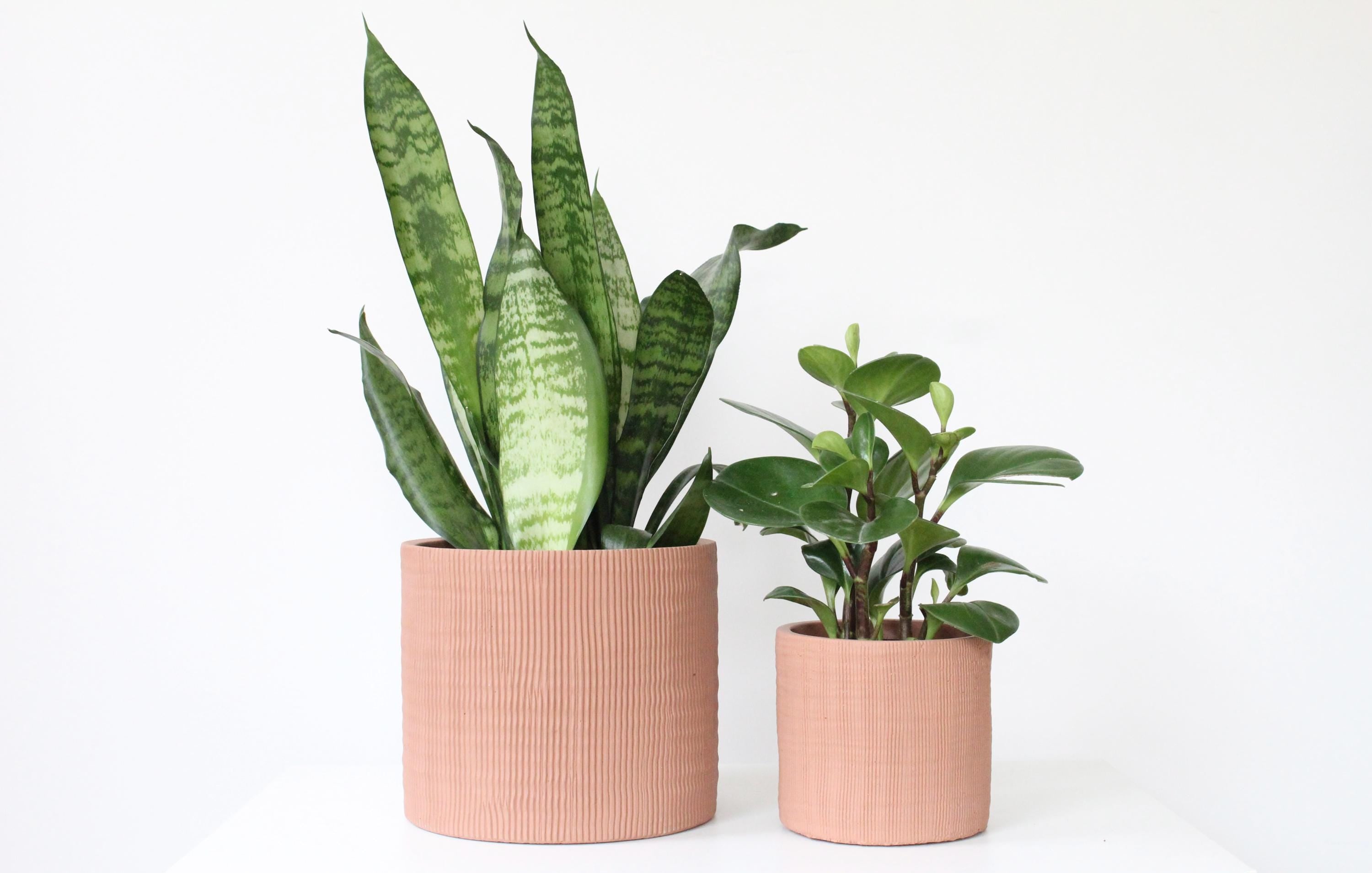 Terracotta Cement Planter | Modern Textured Indoor Plant Pot, Rustic Home or Office Decor