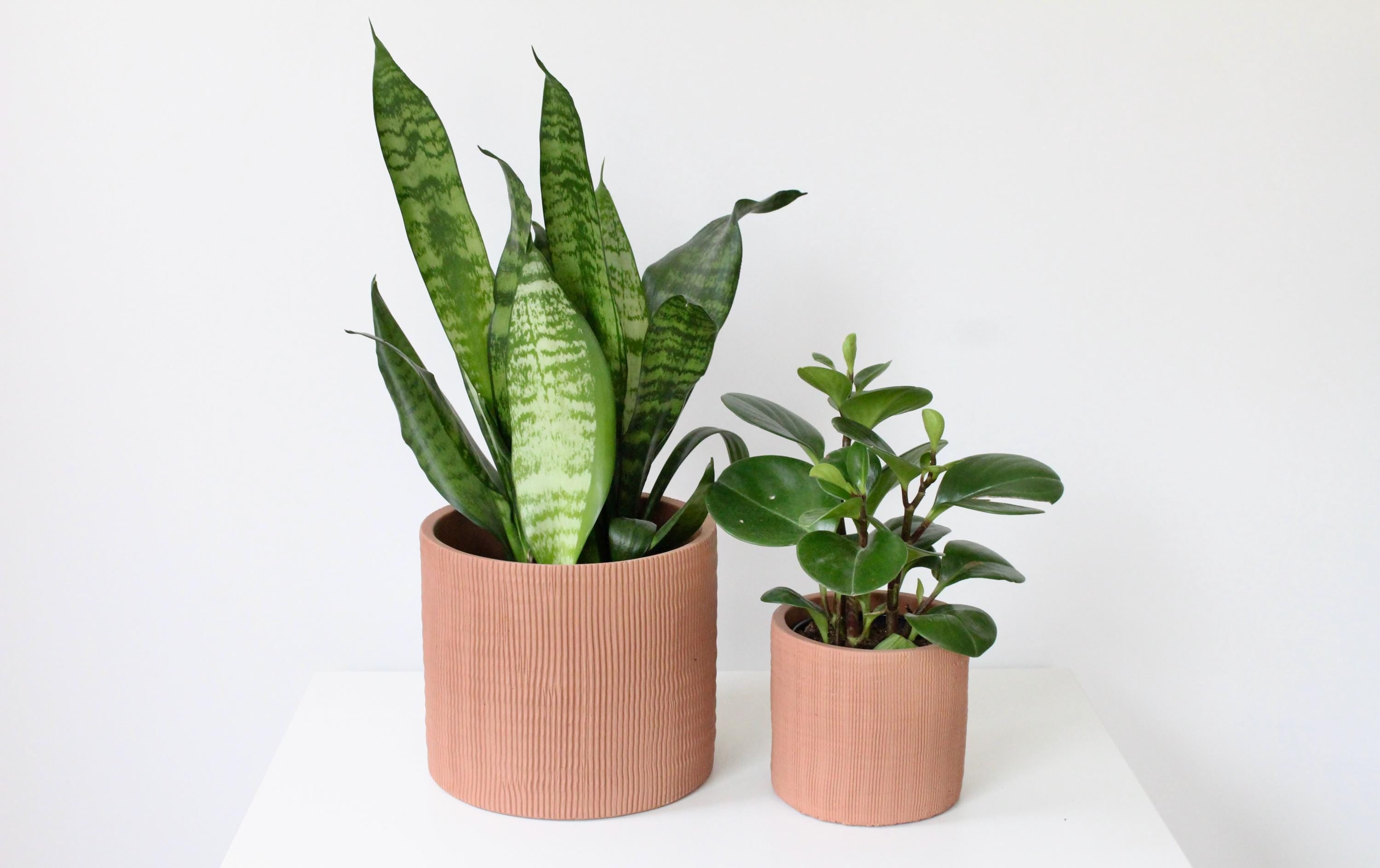 Terracotta Cement Planter | Modern Textured Indoor Plant Pot, Rustic Home or Office Decor