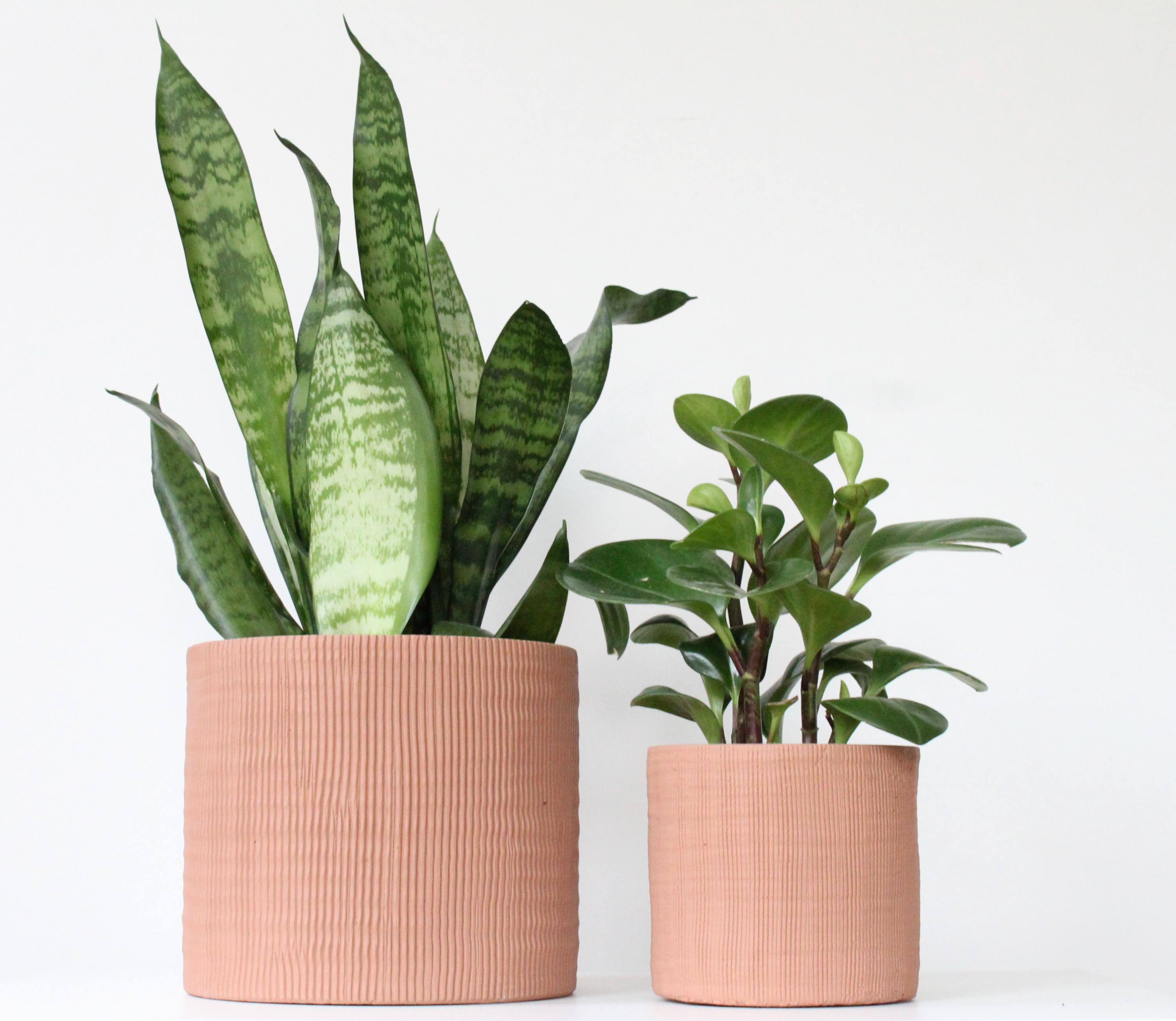 Terracotta Cement Planter | Modern Textured Indoor Plant Pot, Rustic Home or Office Decor