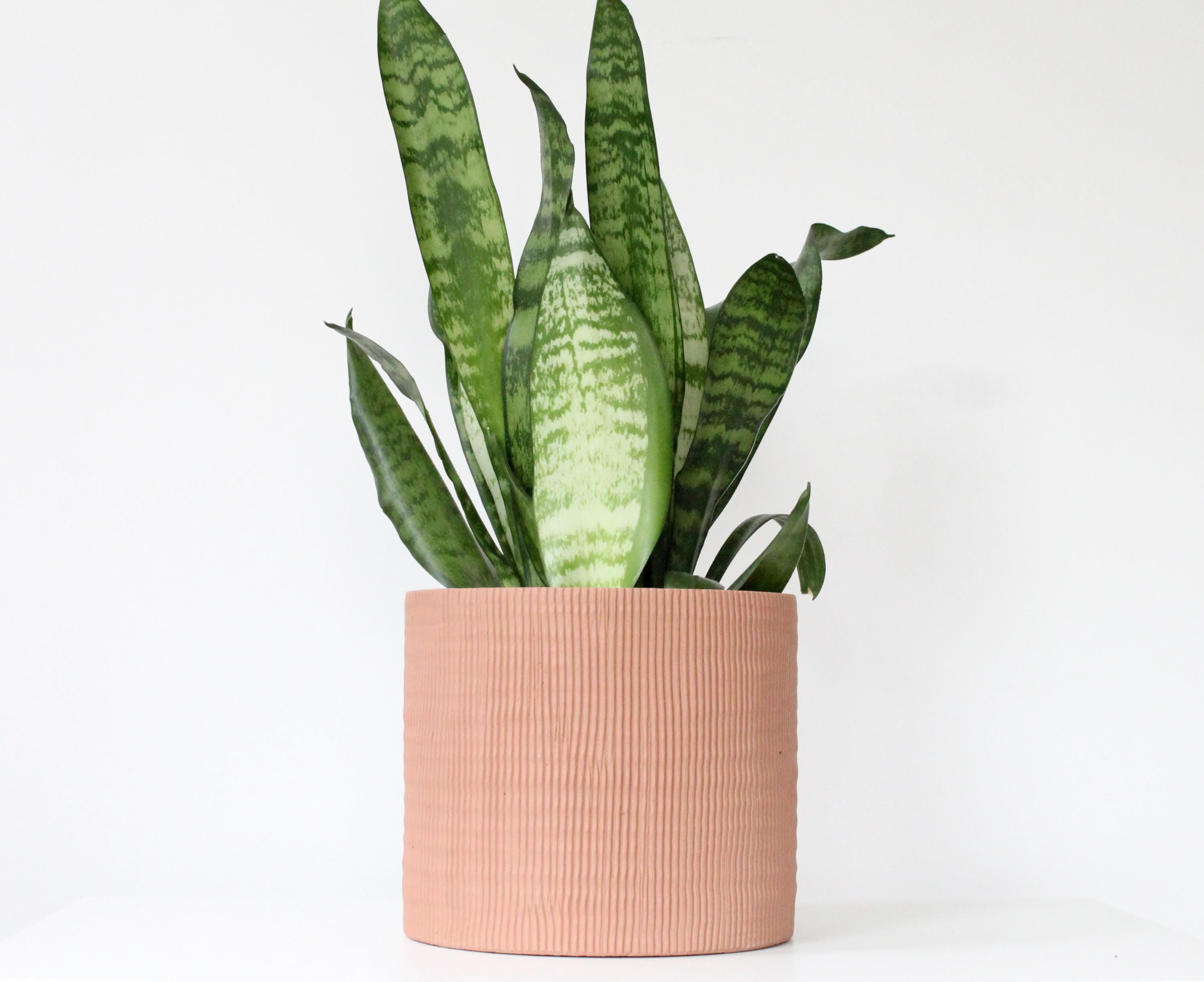 Terracotta Cement Planter | Modern Textured Indoor Plant Pot, Rustic Home or Office Decor