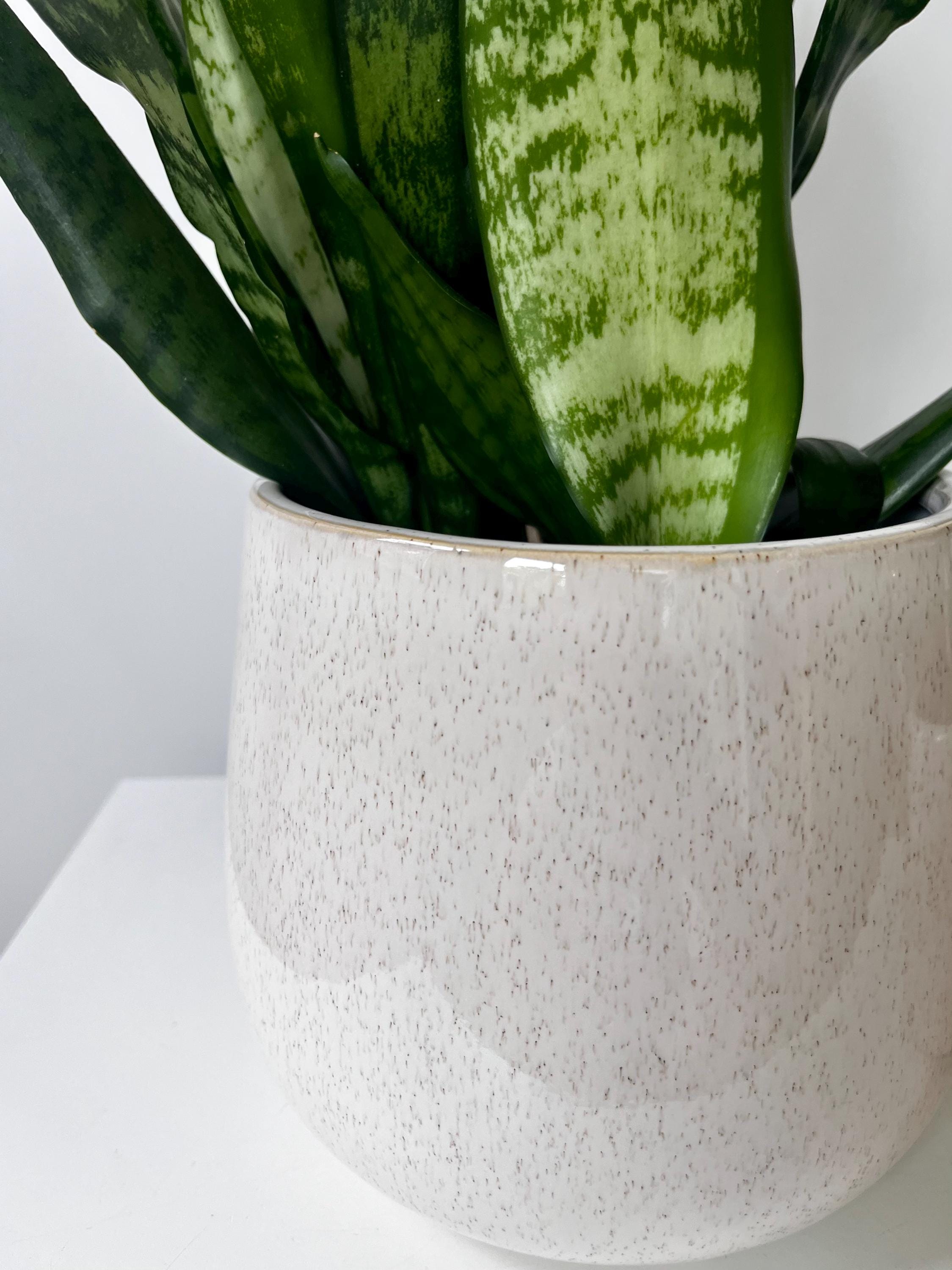 Speckled Beige Ceramic Planter | Rounded Glazed Plant Pot for Indoor Plants | Minimalist Boho Home Decor