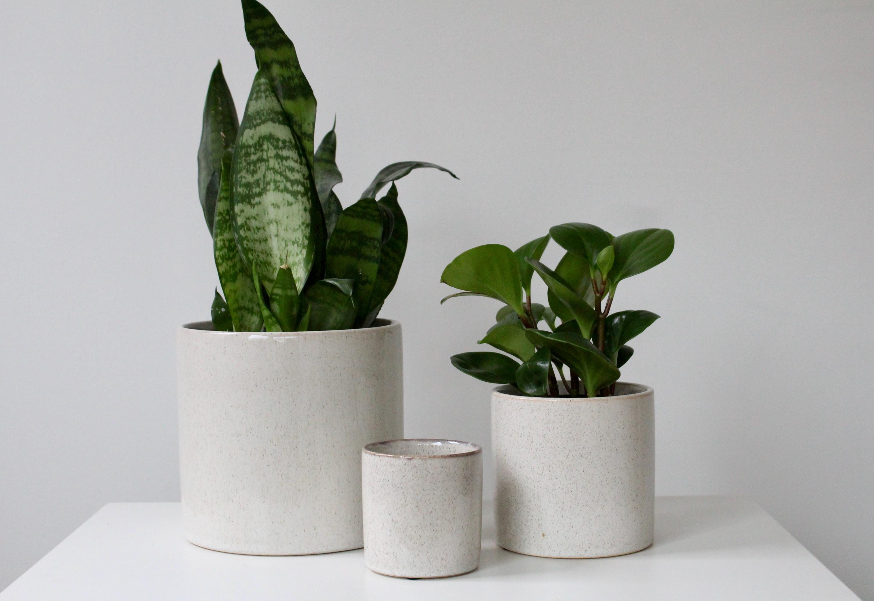 Speckled Minimalist Ceramic Plant Pot | Aesthetic Beige Succulent Planter | Boho Plant Decor
