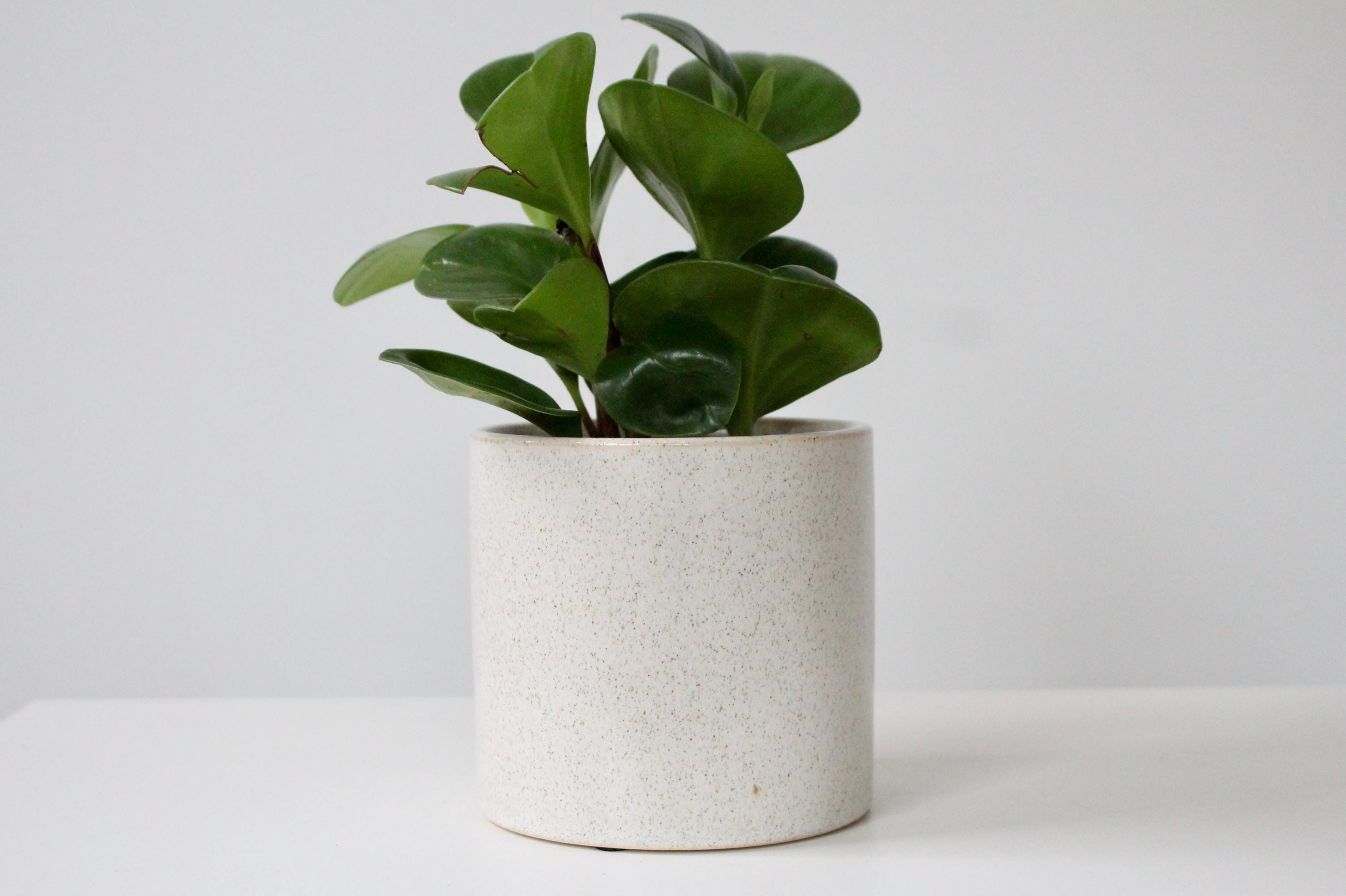 Speckled Minimalist Ceramic Plant Pot | Aesthetic Beige Succulent Planter | Boho Plant Decor