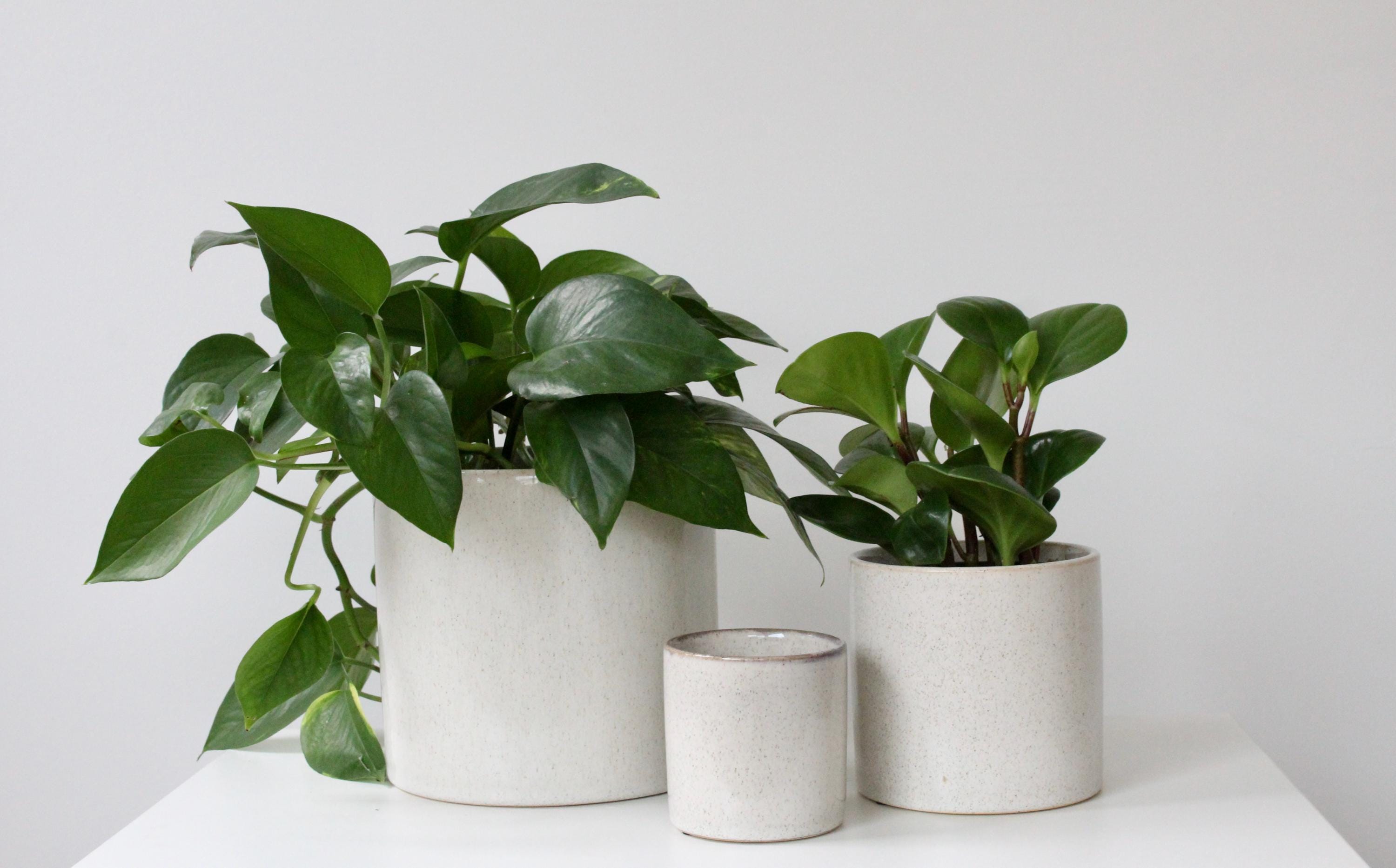 Speckled Minimalist Ceramic Plant Pot | Aesthetic Beige Succulent Planter | Boho Plant Decor