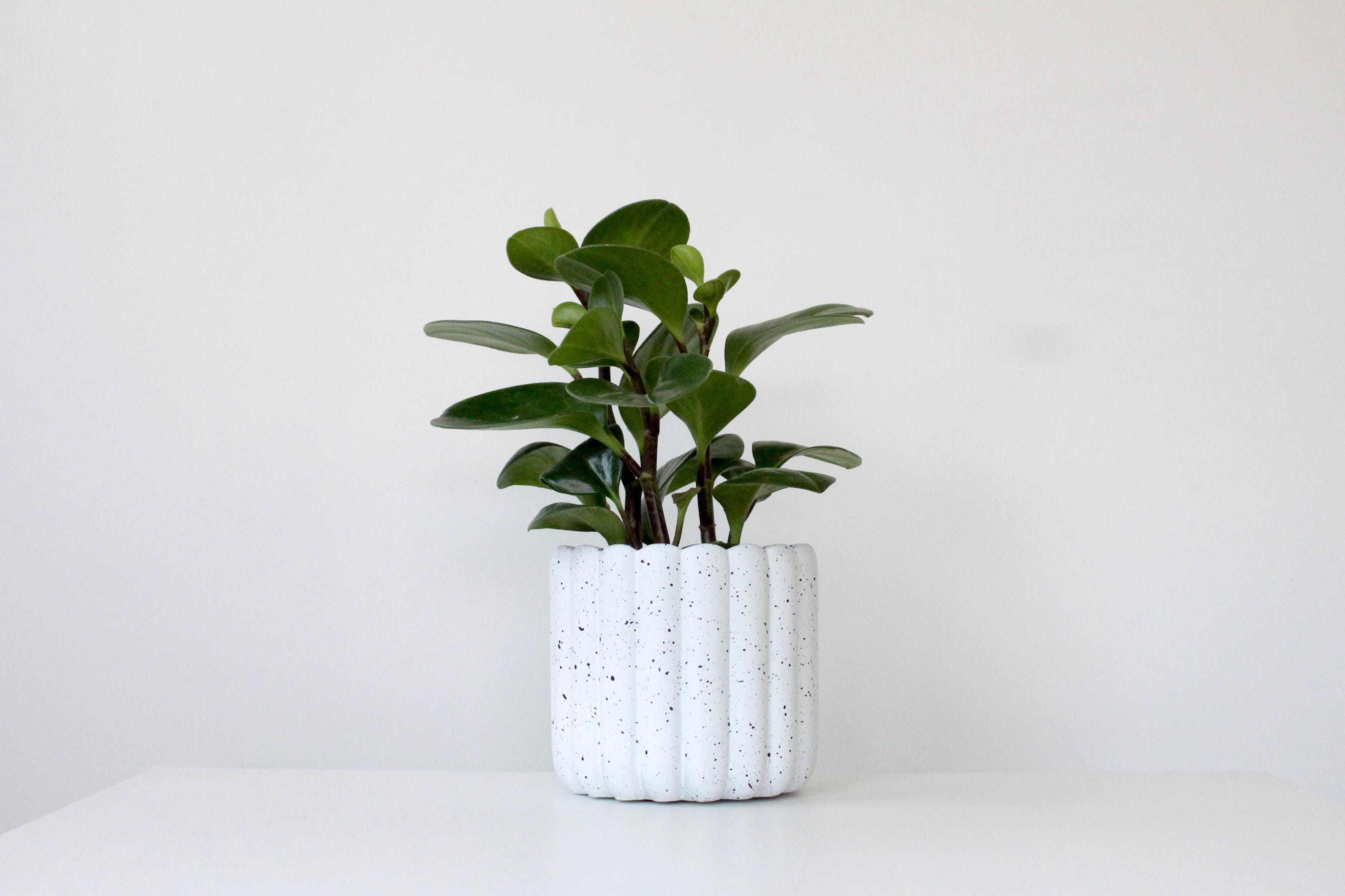 Scalloped Cement Planter | White Speckled Modern Pot for Indoor Plants, Boho Minimalist Home Decor