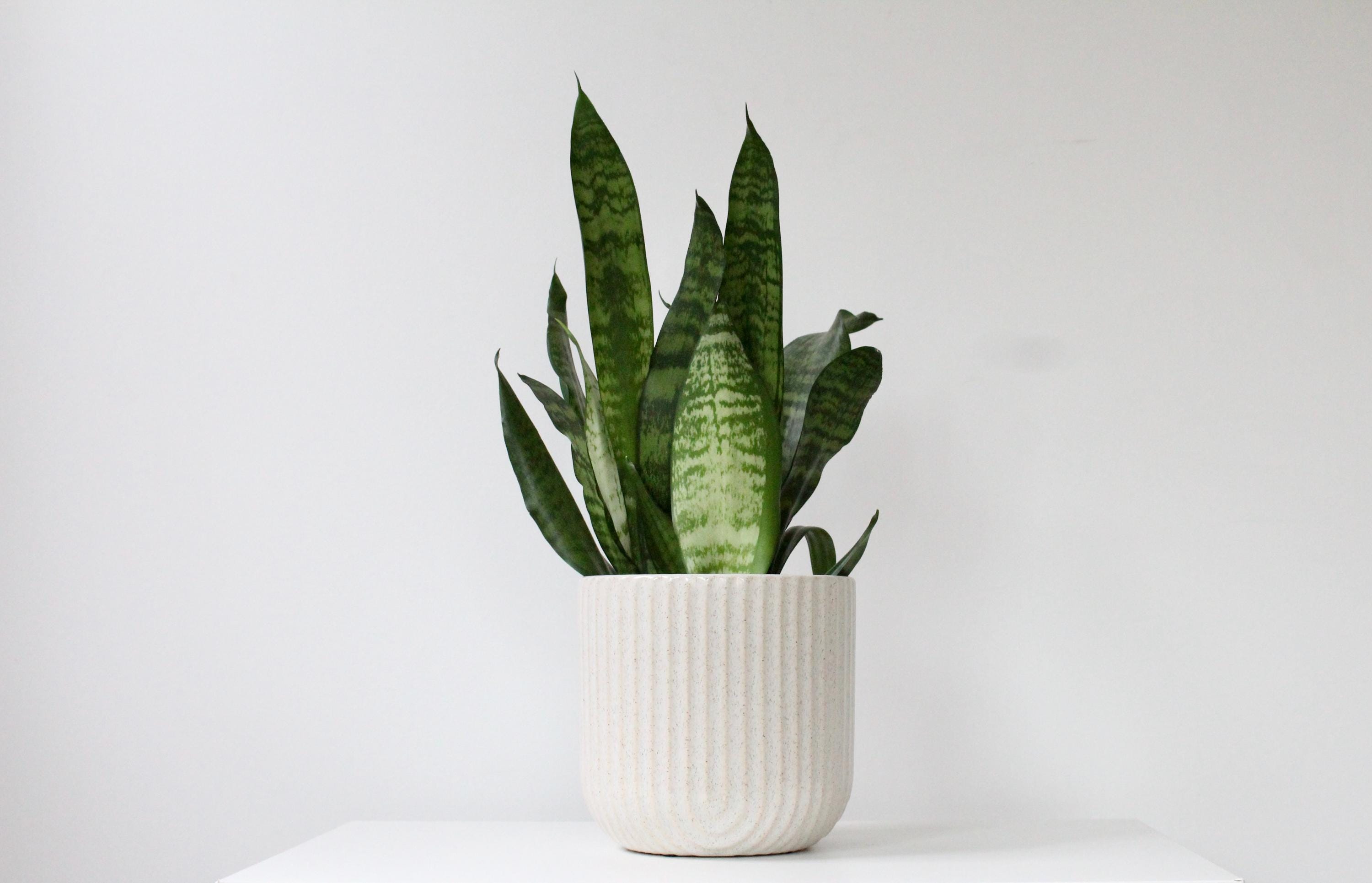 Ribbed Arch Speckled Ceramic Flower Vase | Beige Scallop Planter | Rounded Indoor Pot with Modern Texture