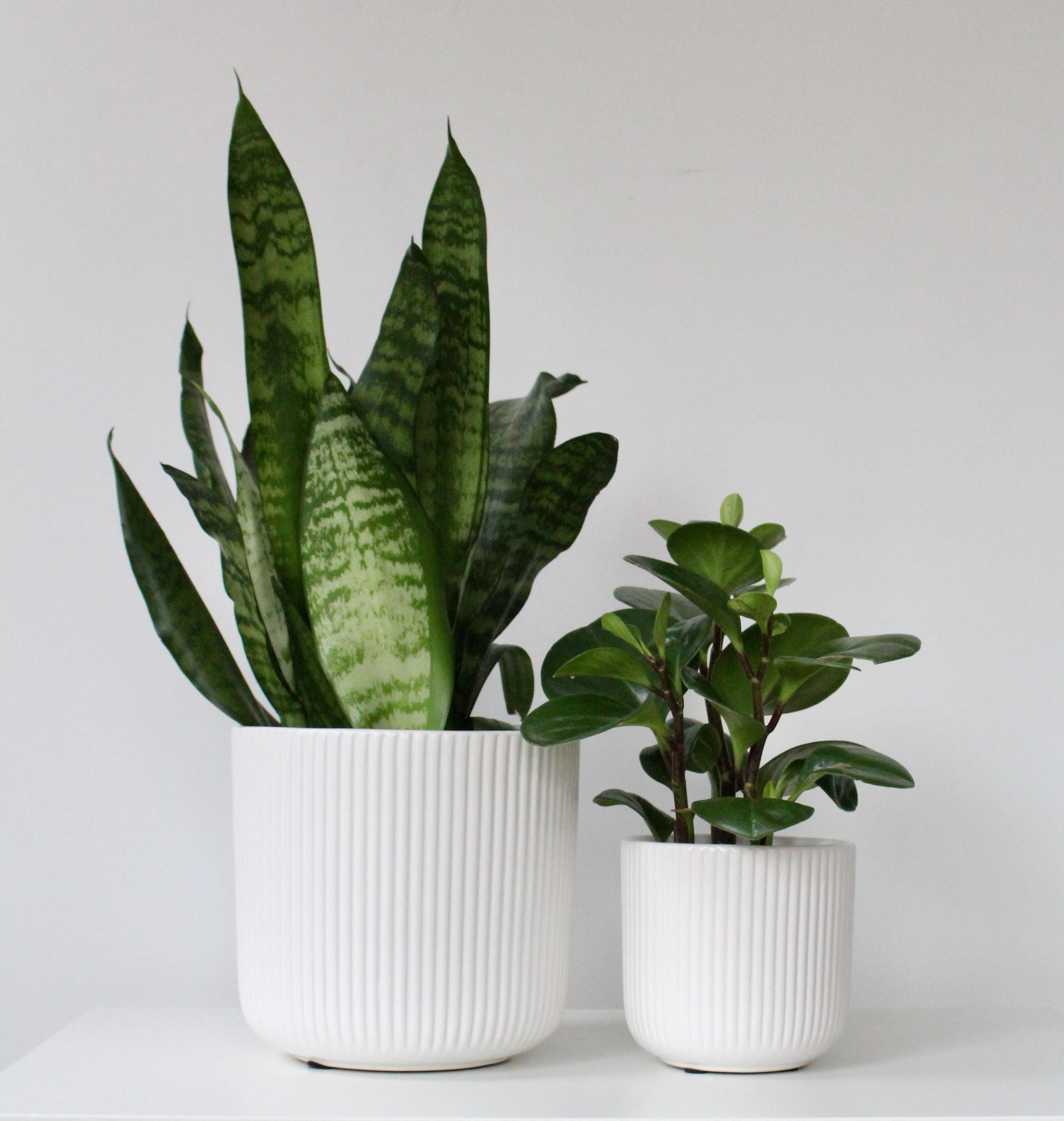 Glossy White Ceramic Planter | Modern Ribbed Indoor Plant Pot for Home or Office Decor