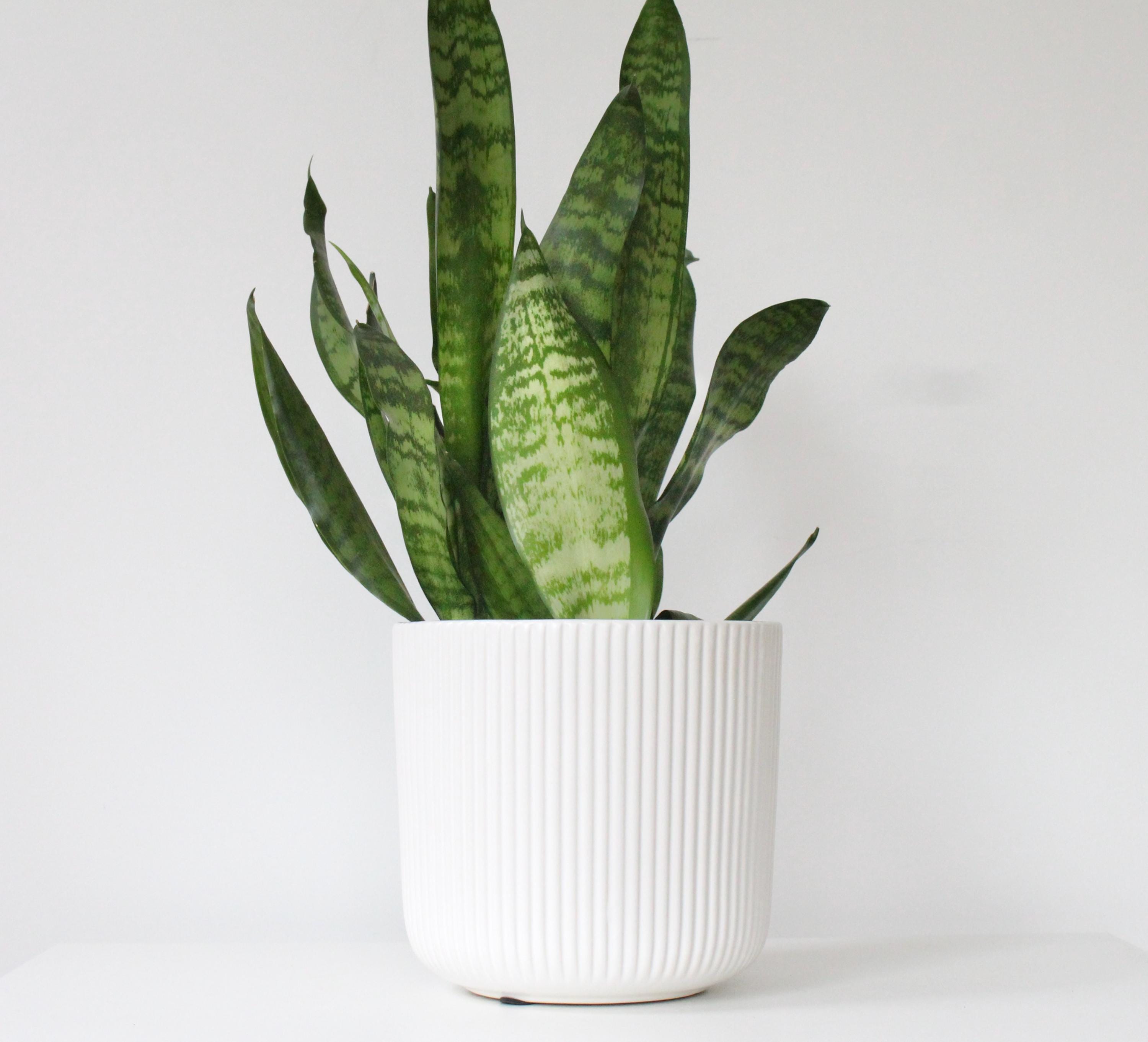 Glossy White Ceramic Planter | Modern Ribbed Indoor Plant Pot for Home or Office Decor