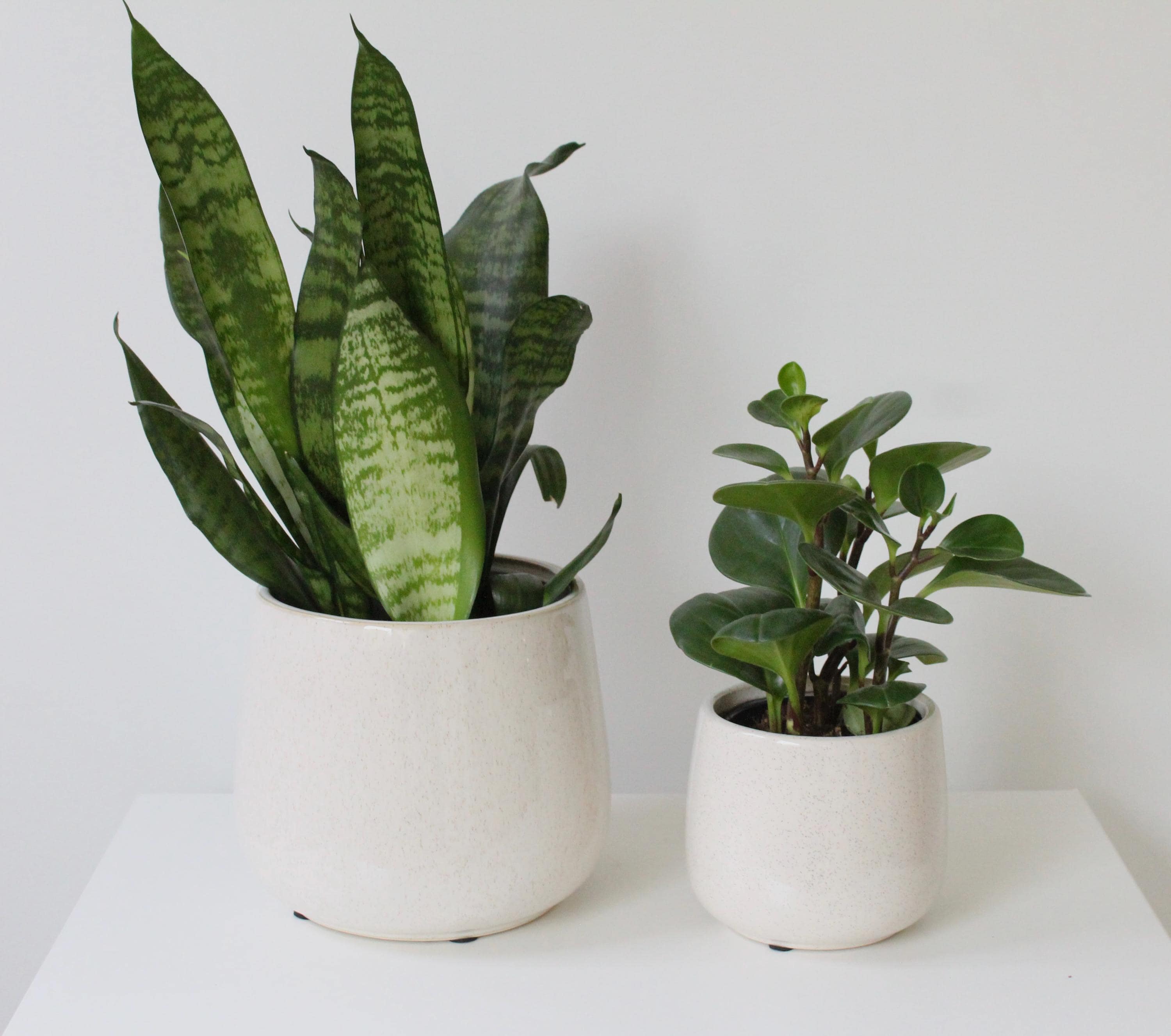 Speckled Beige Ceramic Planter | Rounded Glazed Plant Pot for Indoor Plants | Minimalist Boho Home Decor