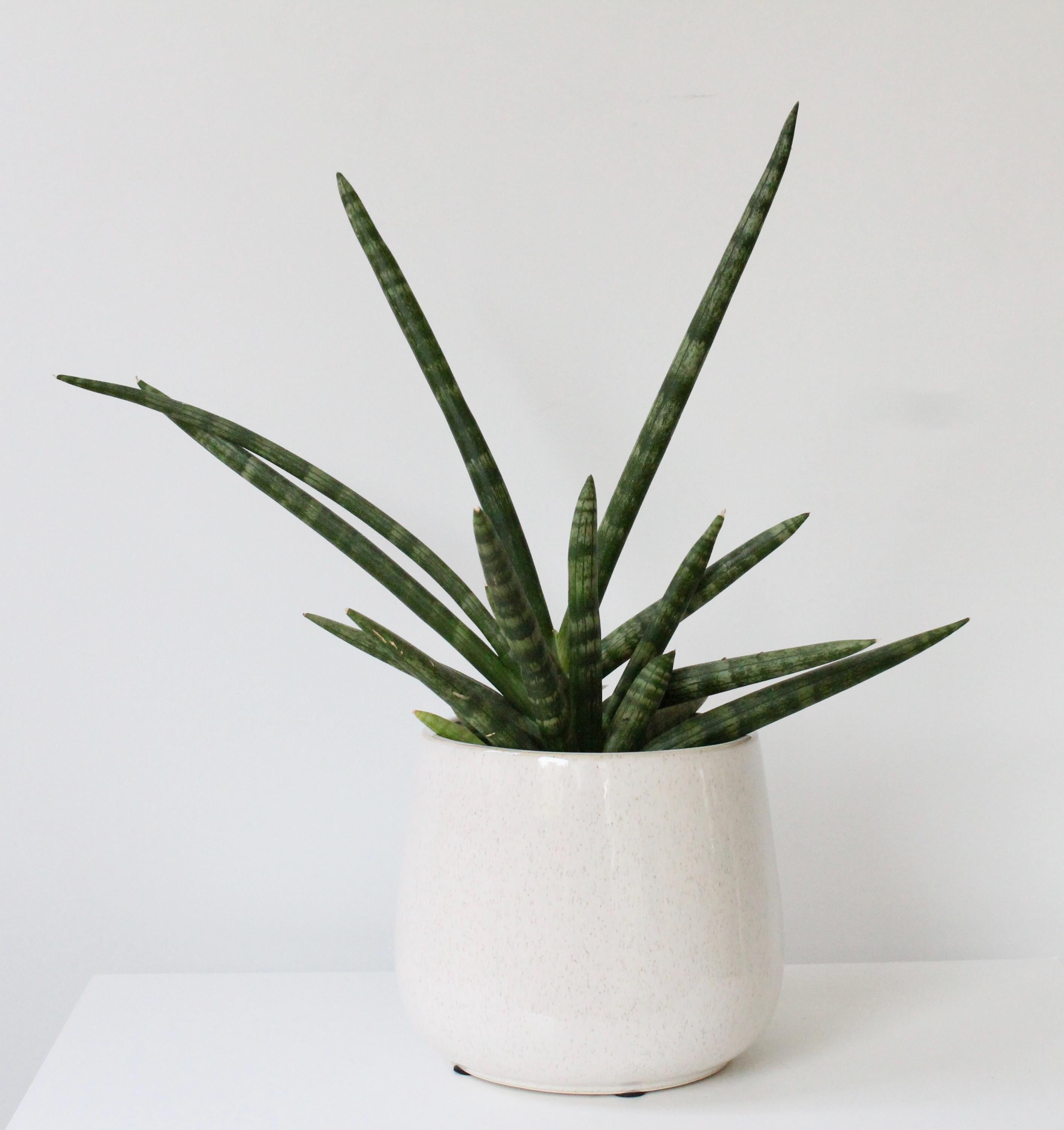 Speckled Beige Ceramic Planter | Rounded Glazed Plant Pot for Indoor Plants | Minimalist Boho Home Decor