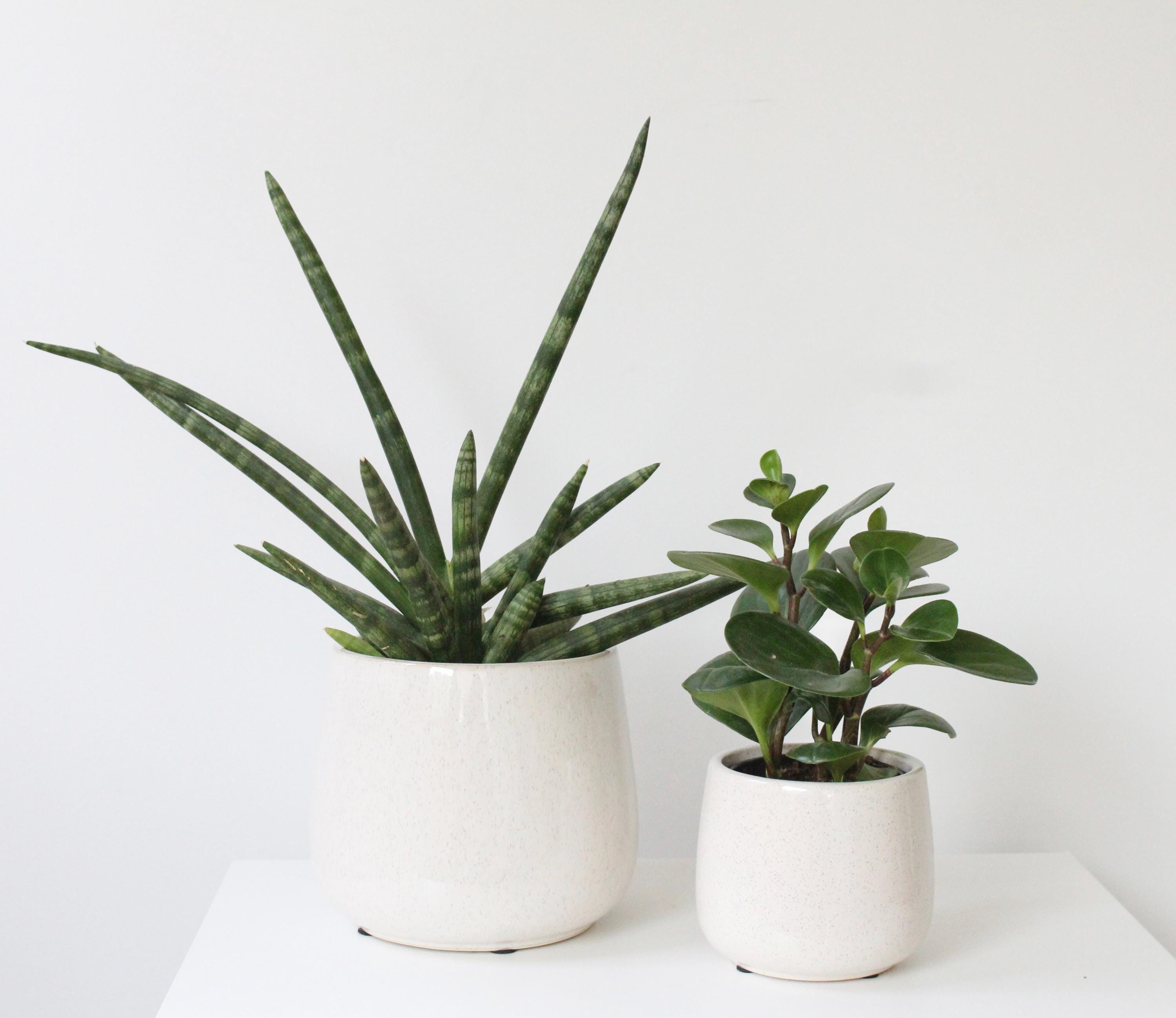 Speckled Beige Ceramic Planter | Rounded Glazed Plant Pot for Indoor Plants | Minimalist Boho Home Decor