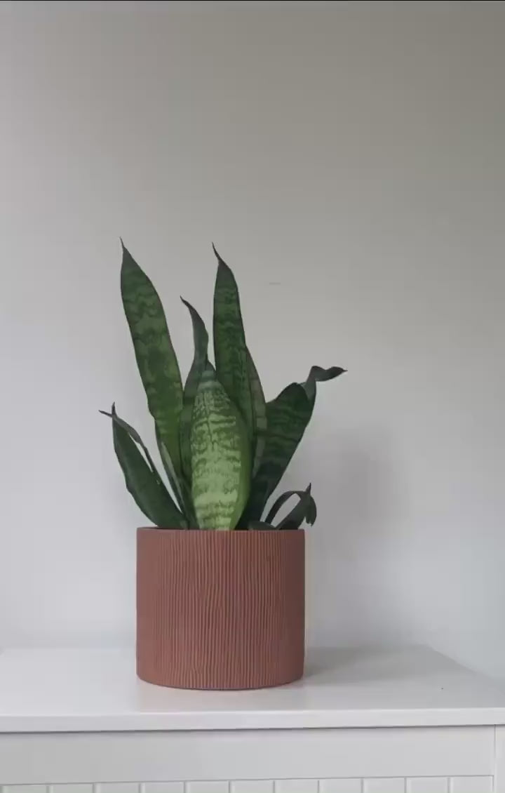 Terracotta Cement Planter