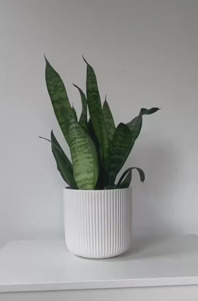 Glossy White Ceramic Planter