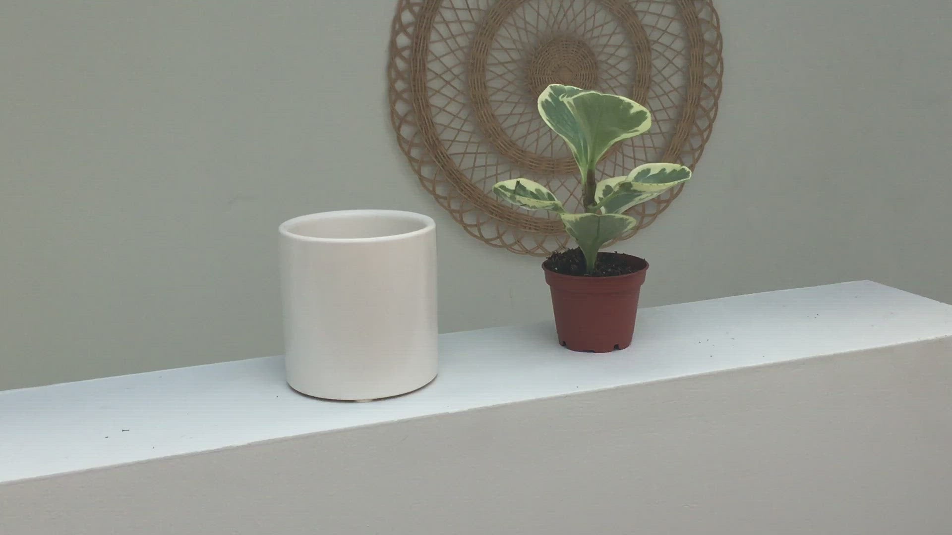 Matte or Glossy White Ceramic Plant Pot - 3" to 10"
