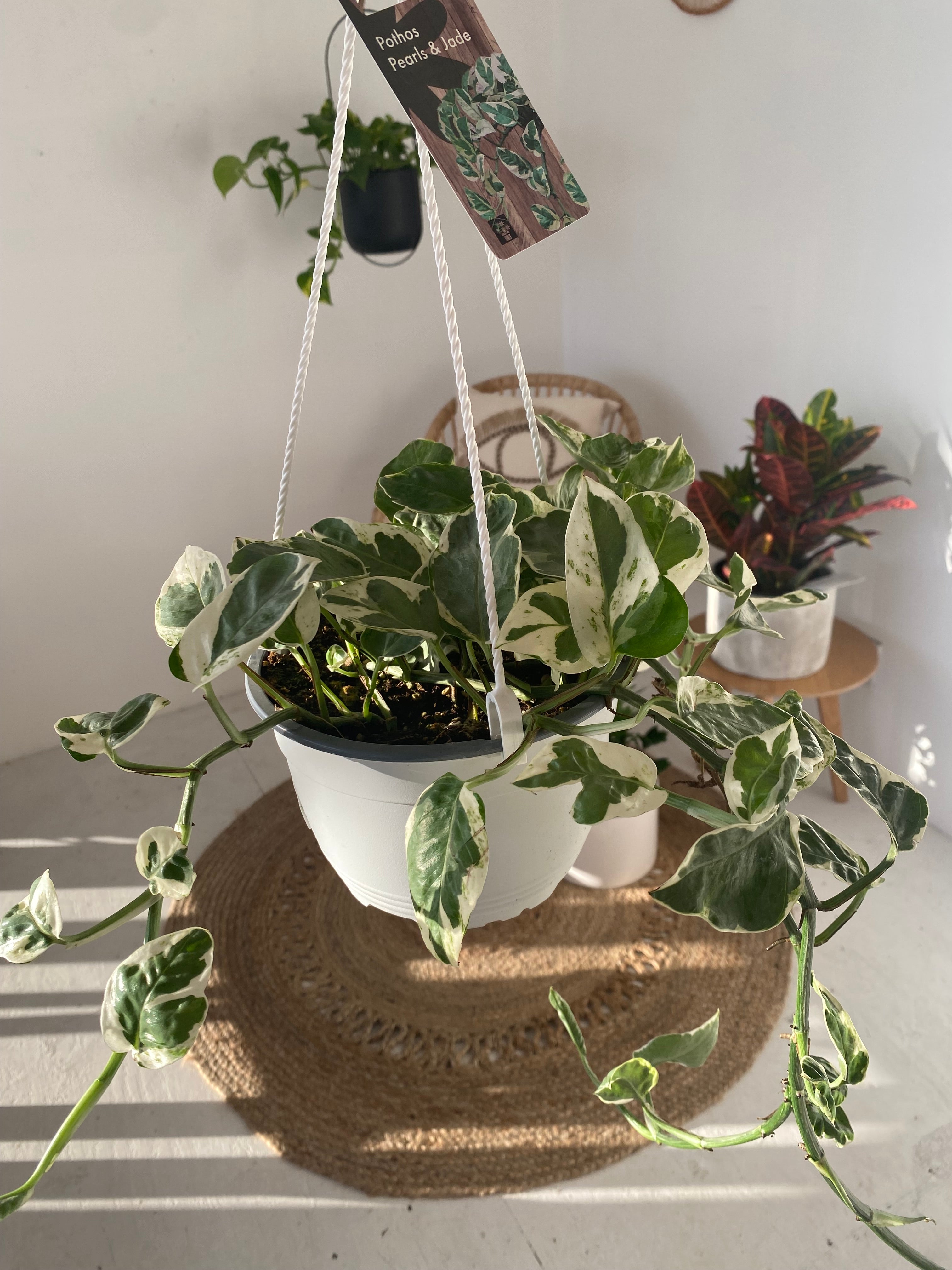 Facebook Marketplace - 7" Hanging Planter and Plant