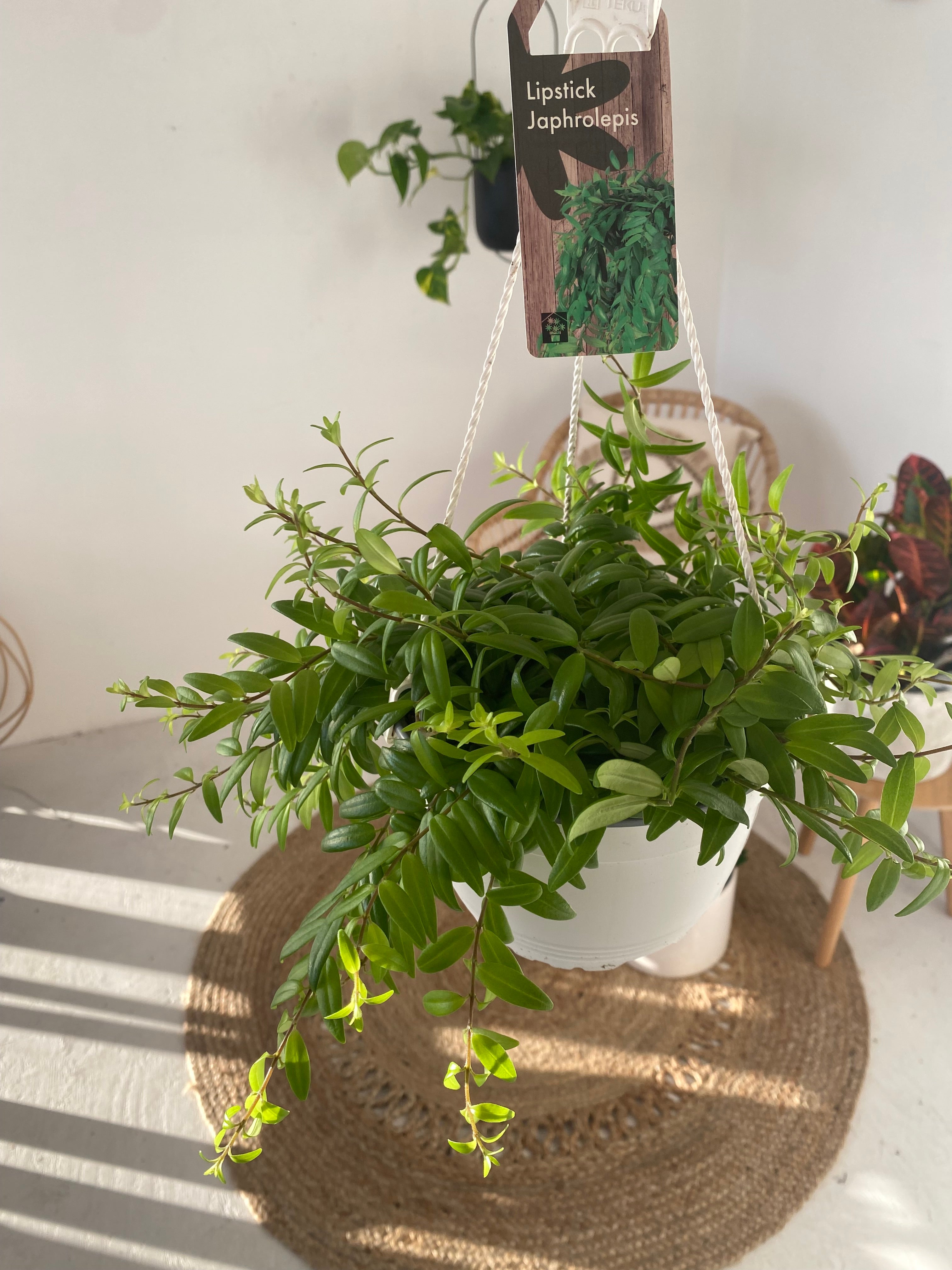 Facebook Marketplace - 7" Hanging Planter and Plant