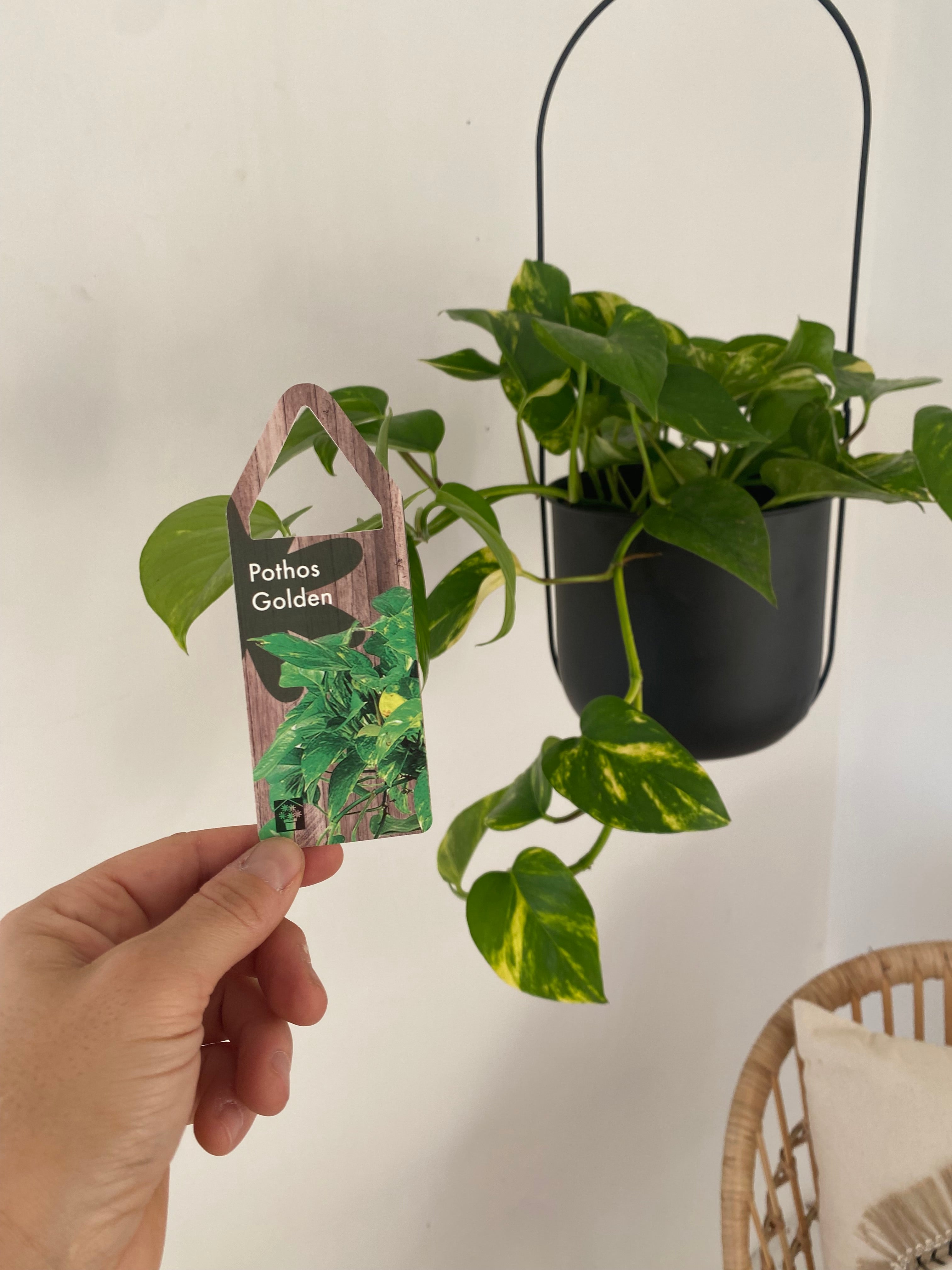 7 hanging planter Facebook Marketplace