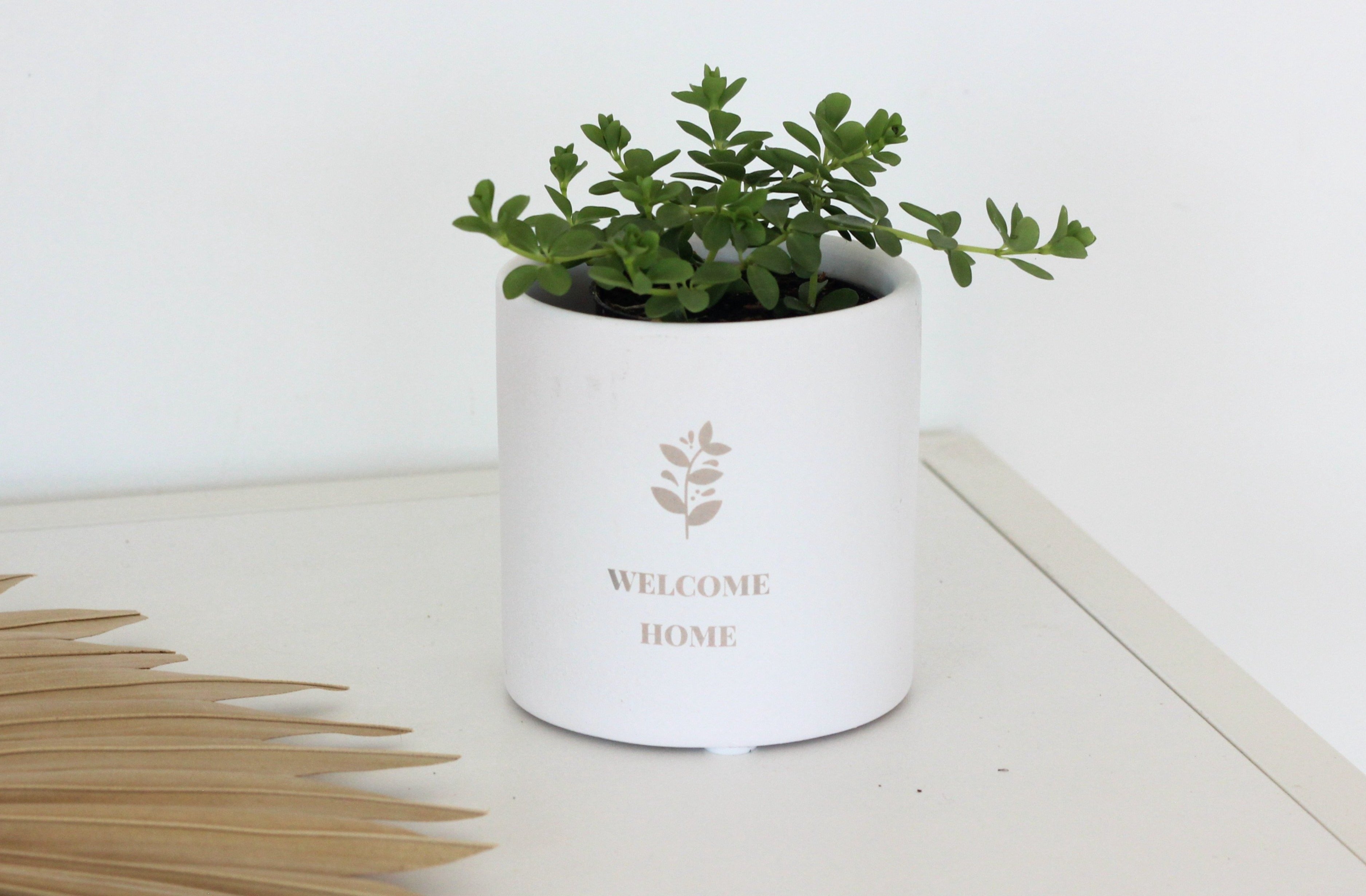 Personalized - White Terracotta Cylinder Planter Pot