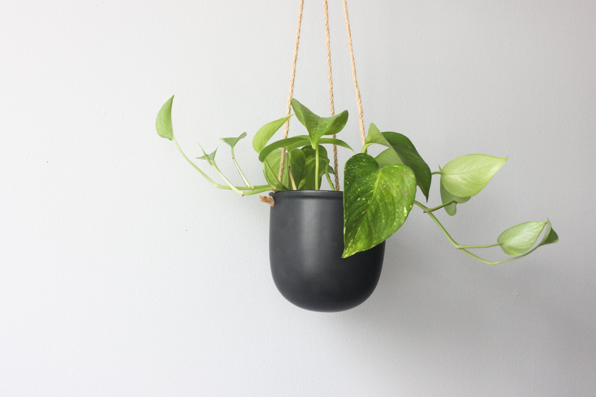 matte black hanging planter Matte Black Hanging Planter Pot – SPROUT & ABOUT