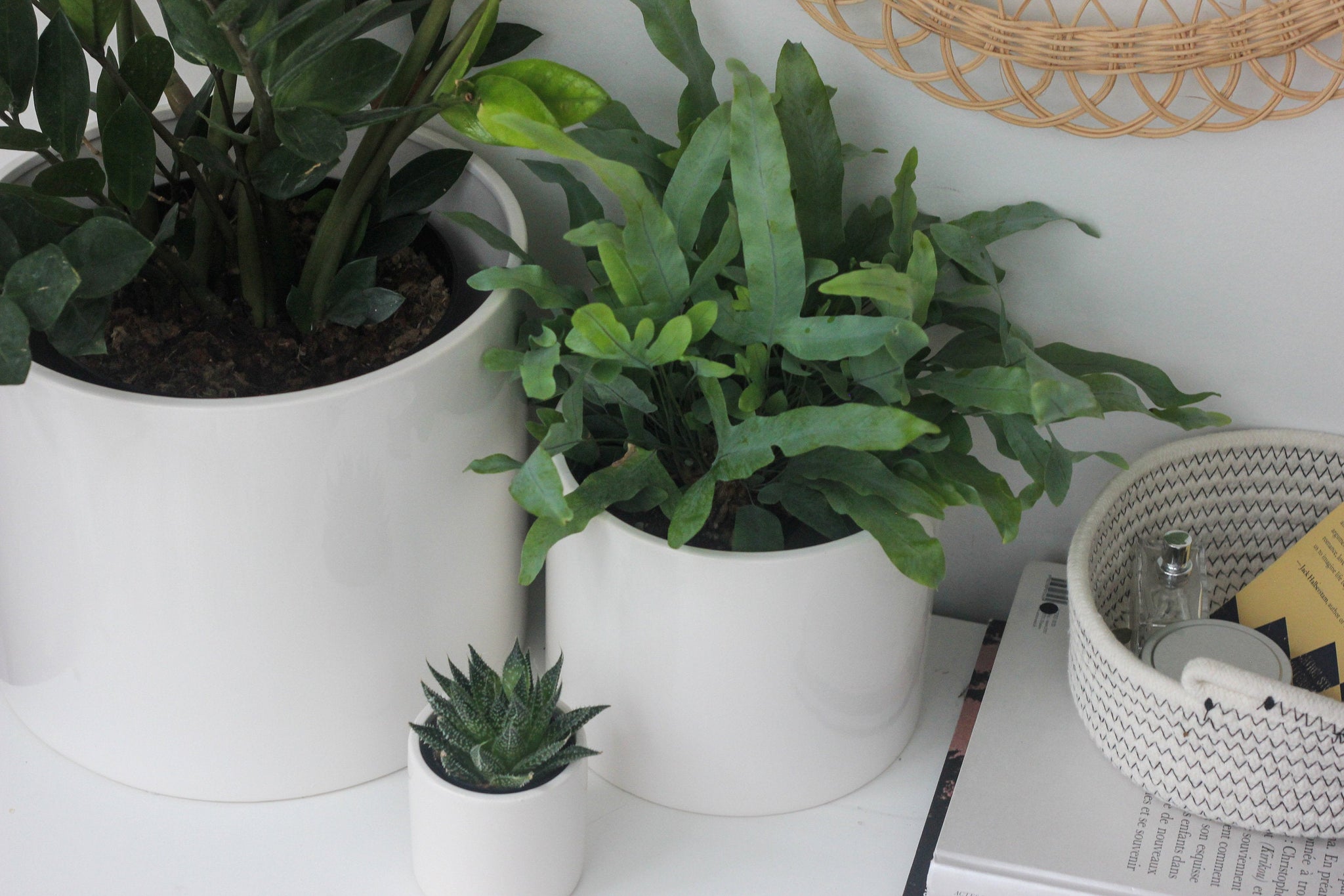 white pot plants Matte or Glossy White Ceramic Plant Pot