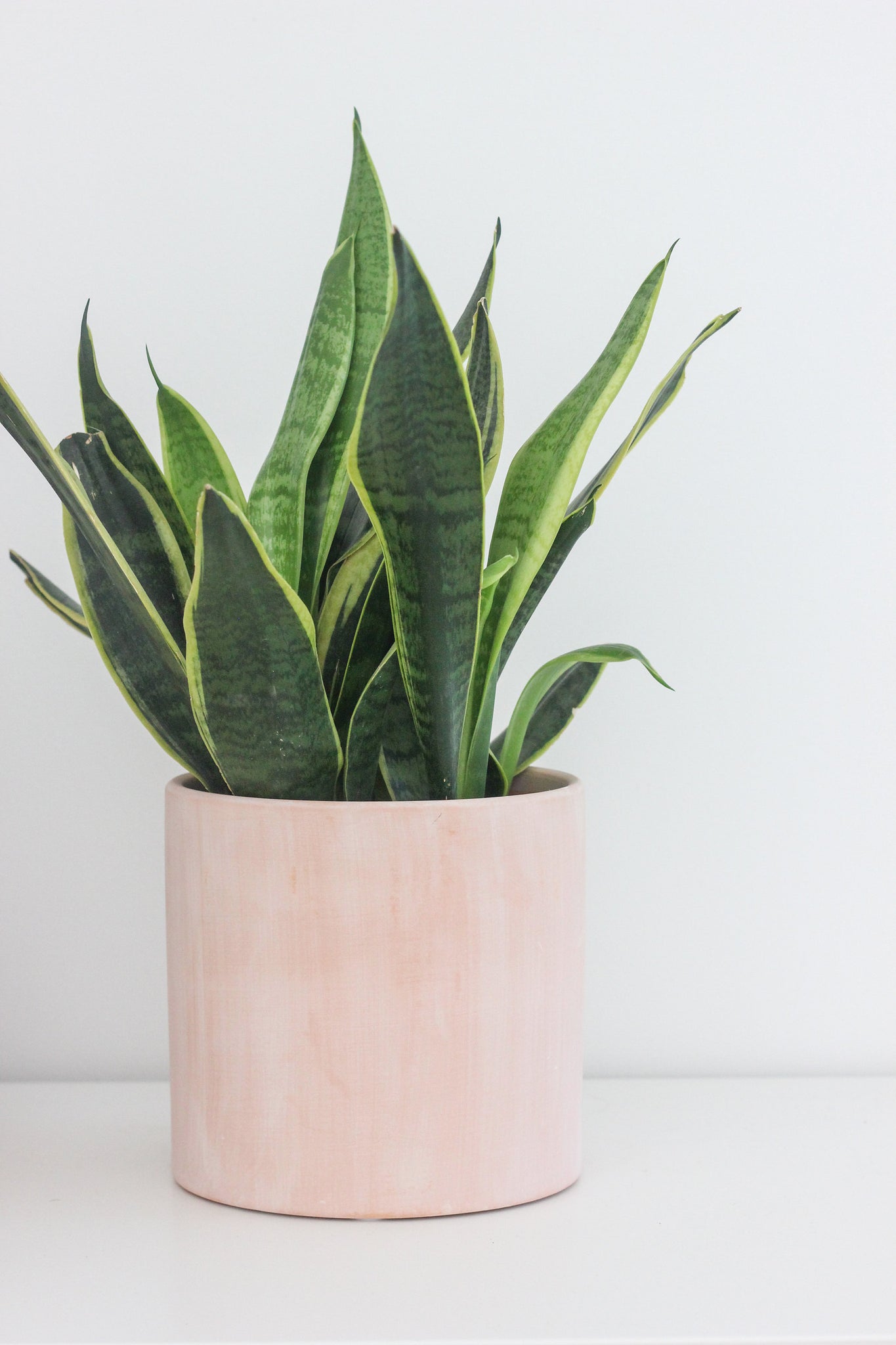 blush pink plant pot Terracotta Blush Pink Cylinder Planter – SPROUT & ABOUT