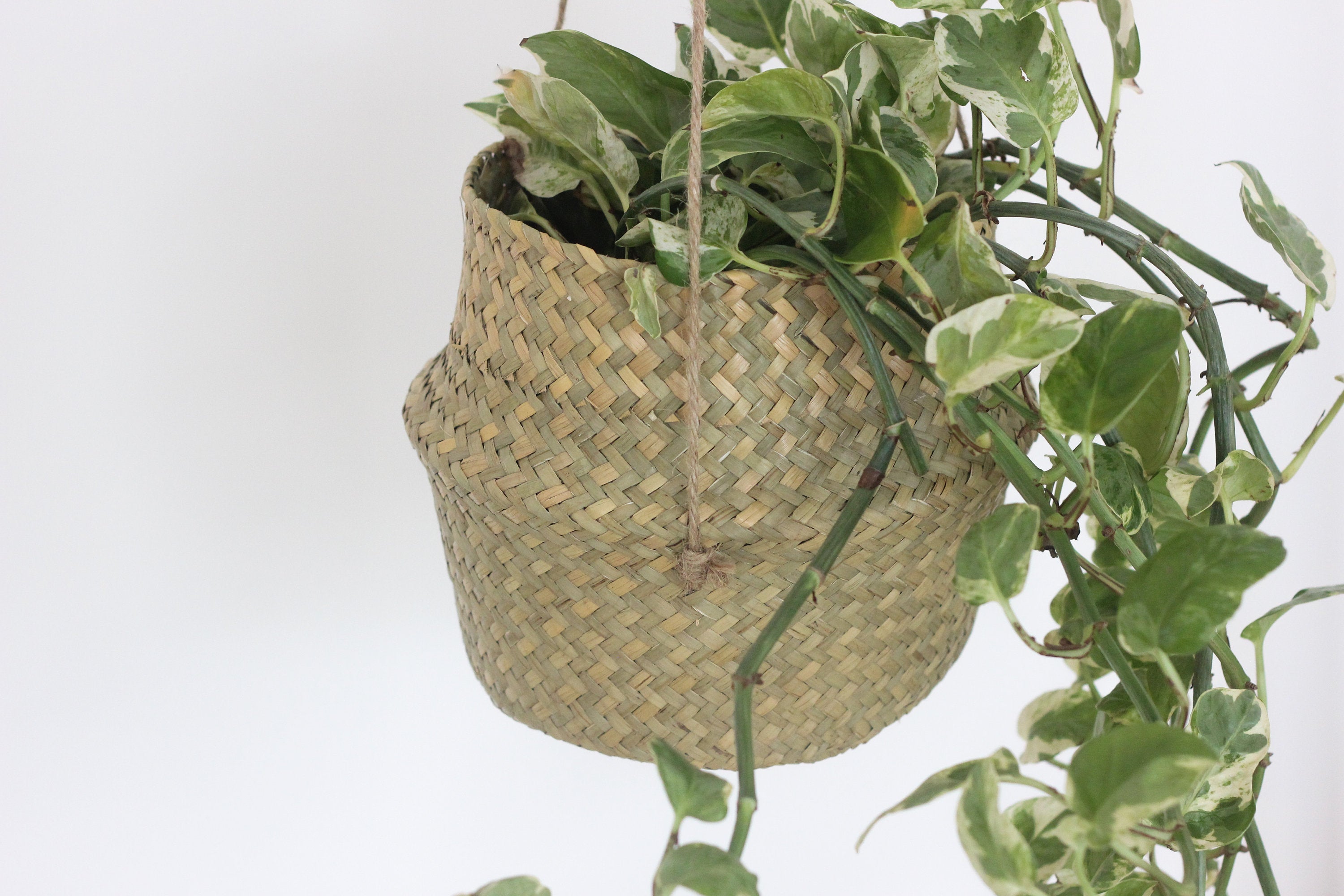 Boho Hanging Seagrass Belly Basket Planter