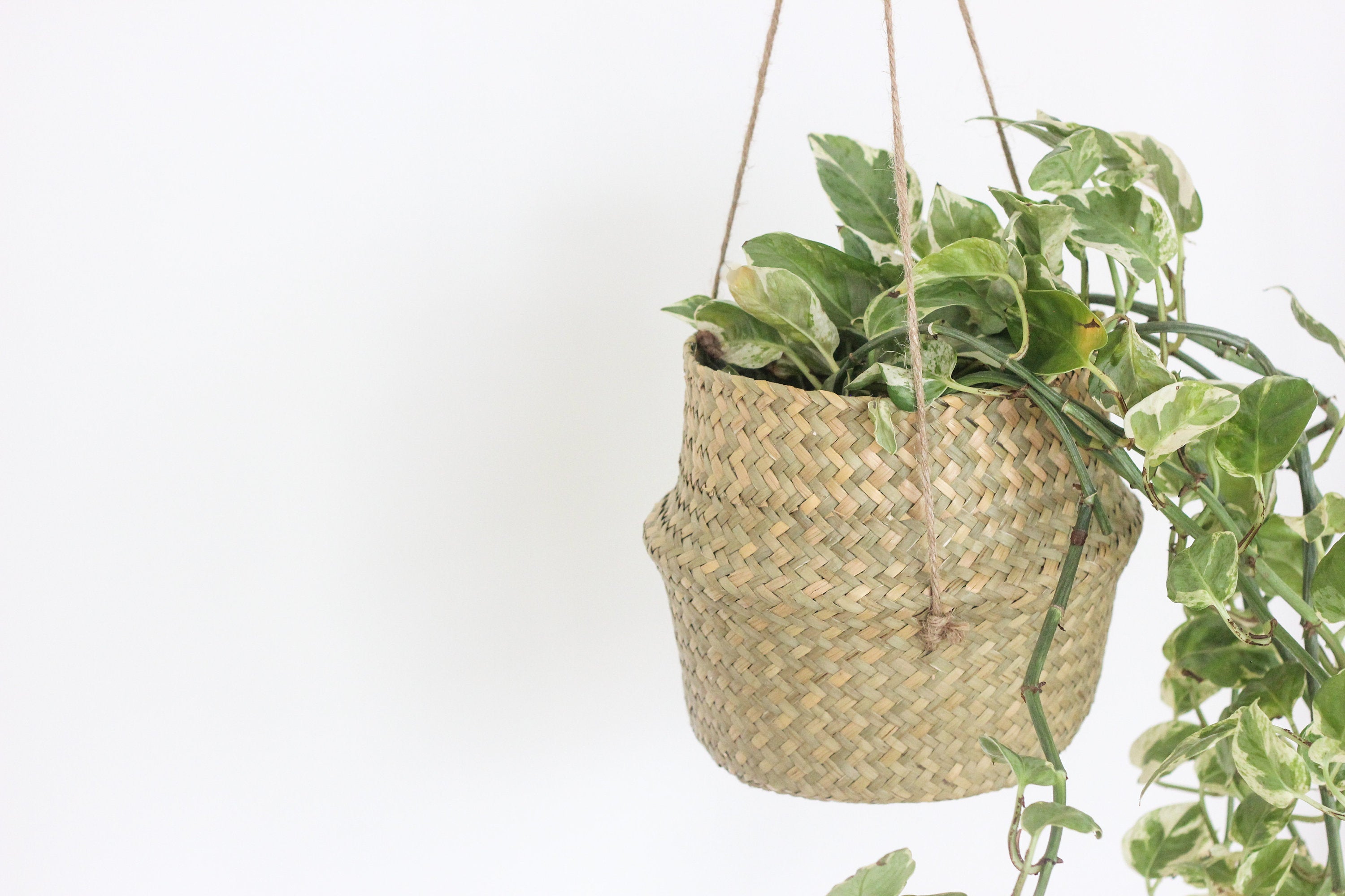 seagrass hanging planter Boho Hanging Seagrass Belly Basket Planter – SPROUT & ABOUT