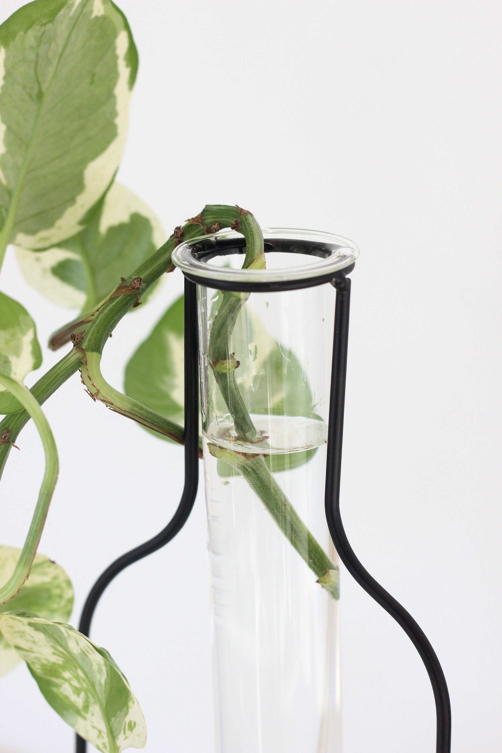 Propagation Station Tube Vase with Black Silhouette Frame