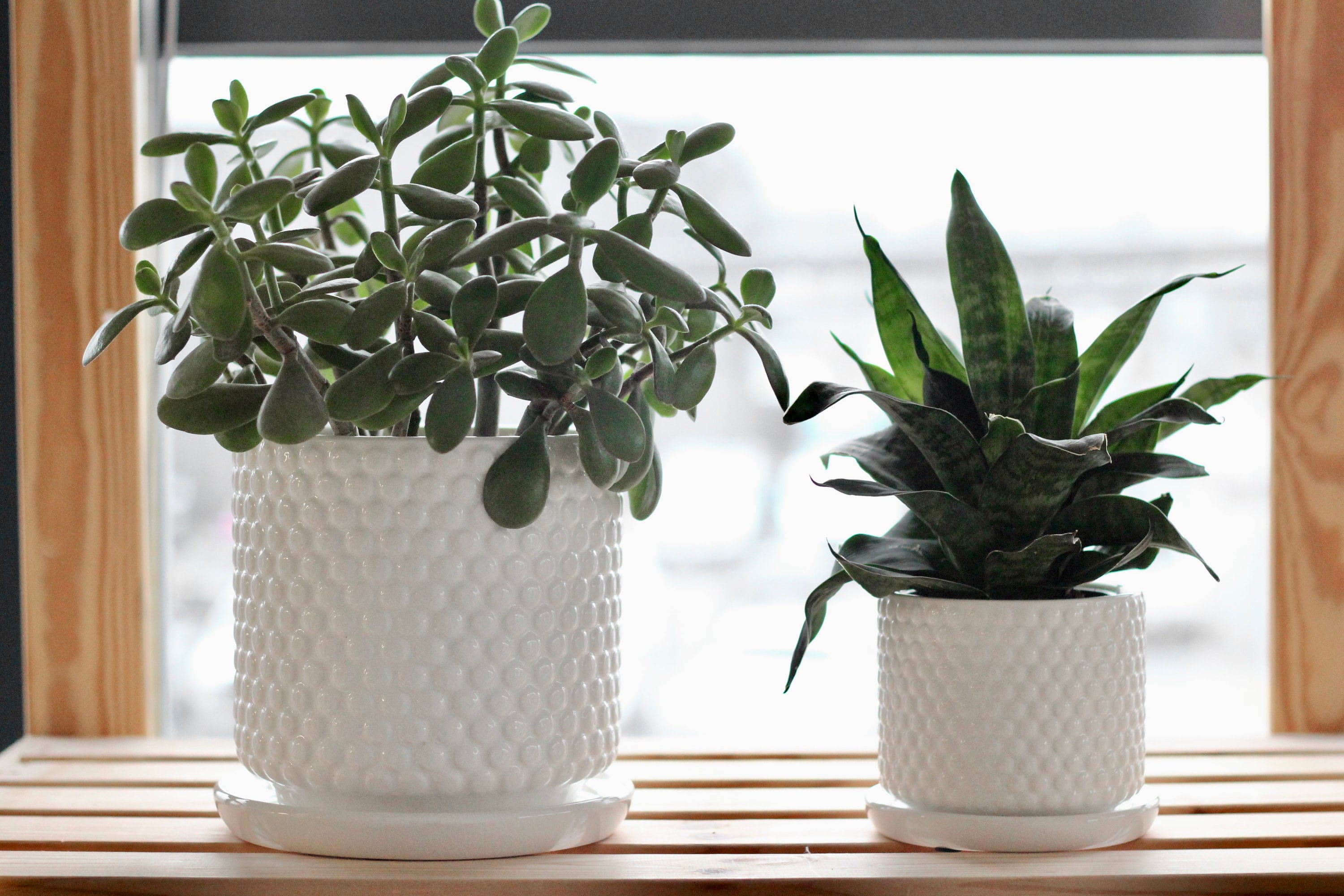 Bubble Textured Plant Pots in White Ceramic With Saucer for Drainage