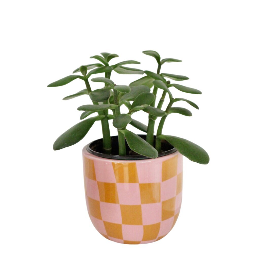 Pink Checkered Ceramic Planter Vase