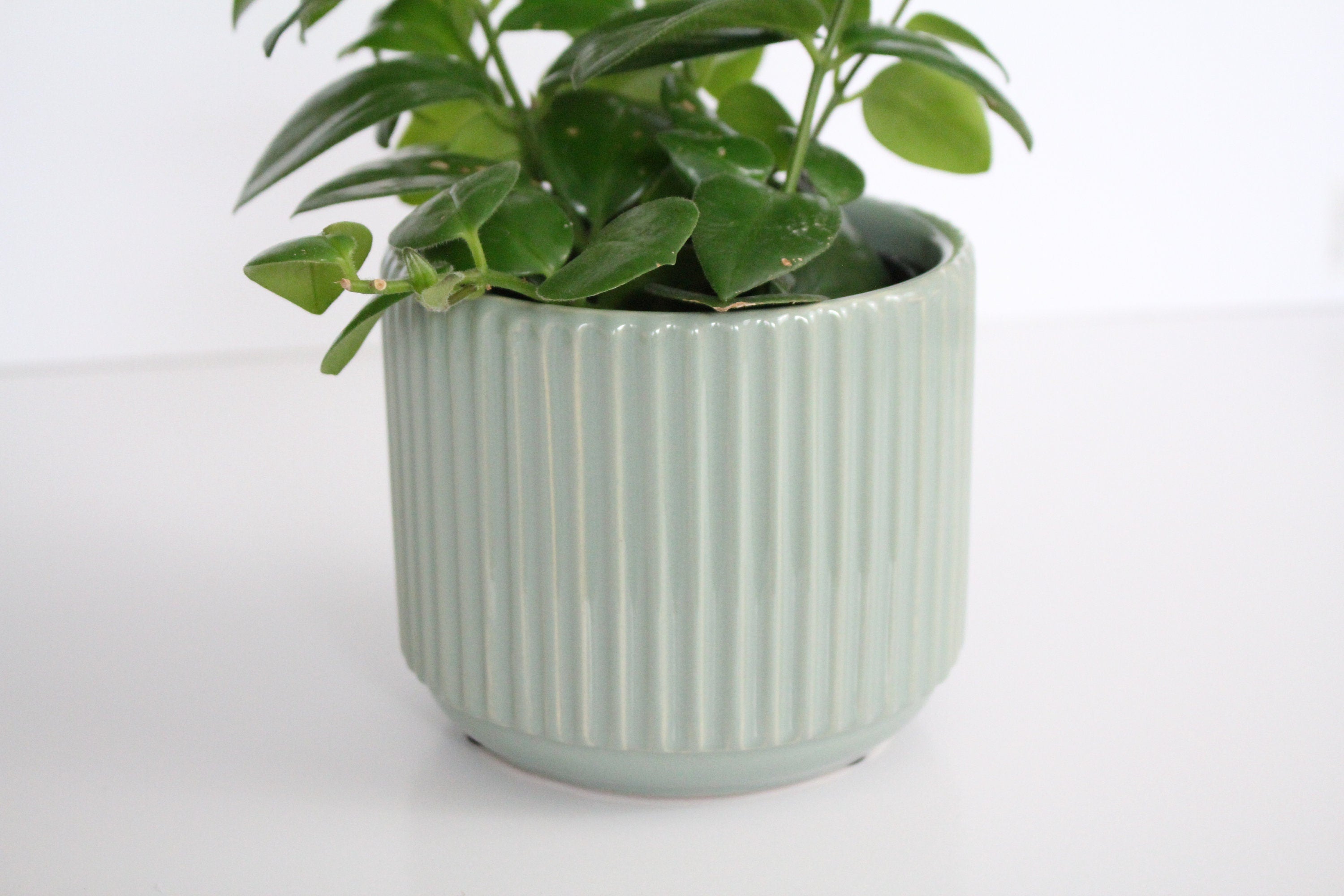 sage green indoor plant pot Fluted Sage Green Ribbed Indoor Planter Pot with Reactive Glaze – SPROUT & ABOUT